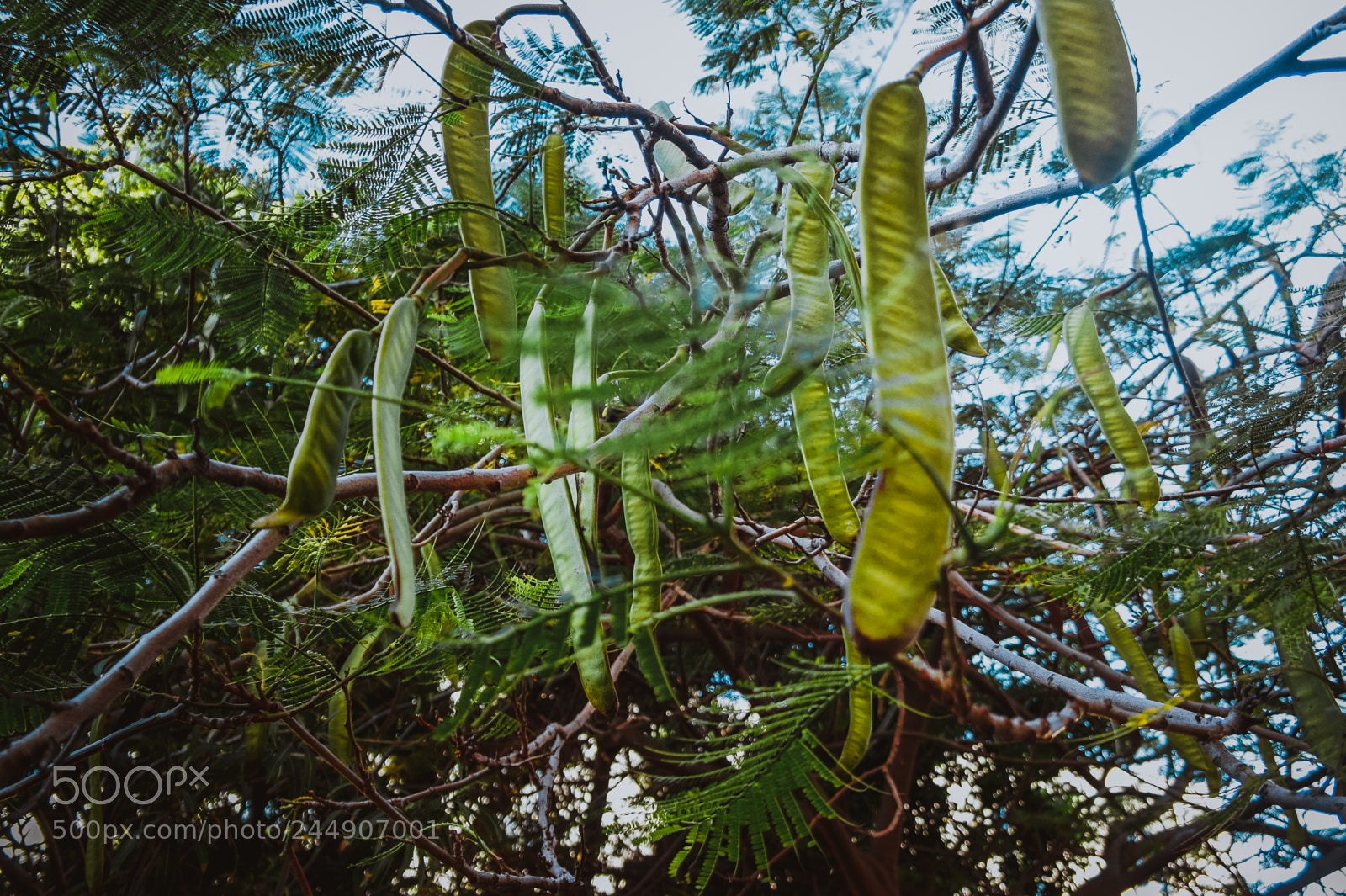 Sony Alpha NEX-5 sample photo. Beans in the tree photography