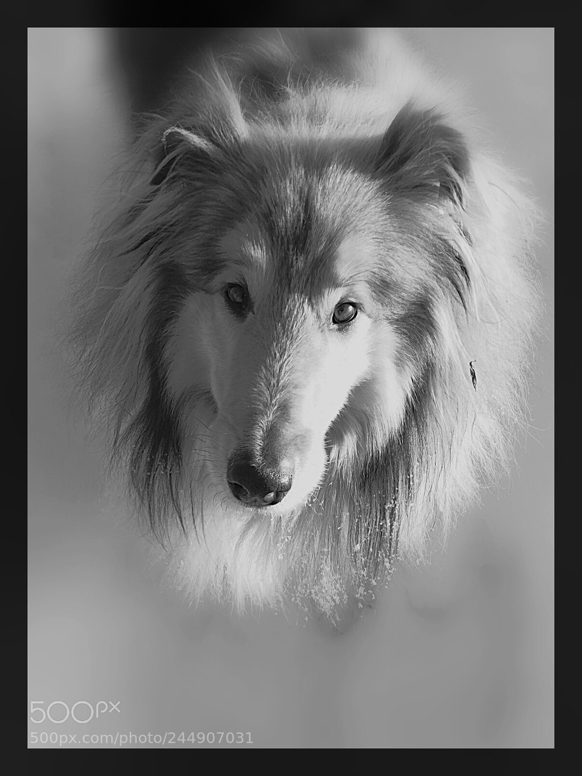 HUAWEI Mate 10 Lite sample photo. Beatiful dog photography