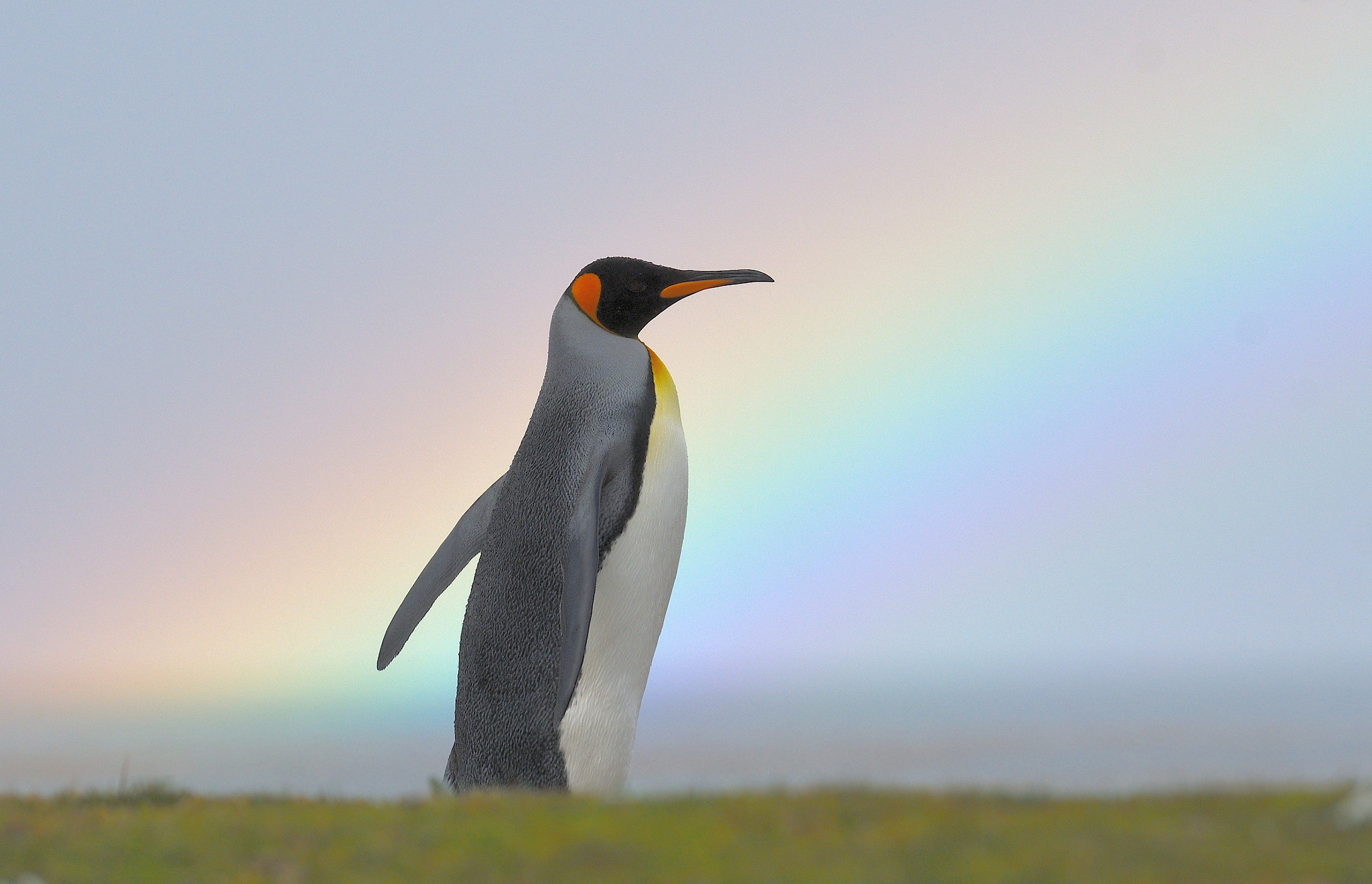 Nikon D500 sample photo. Rainbow king photography