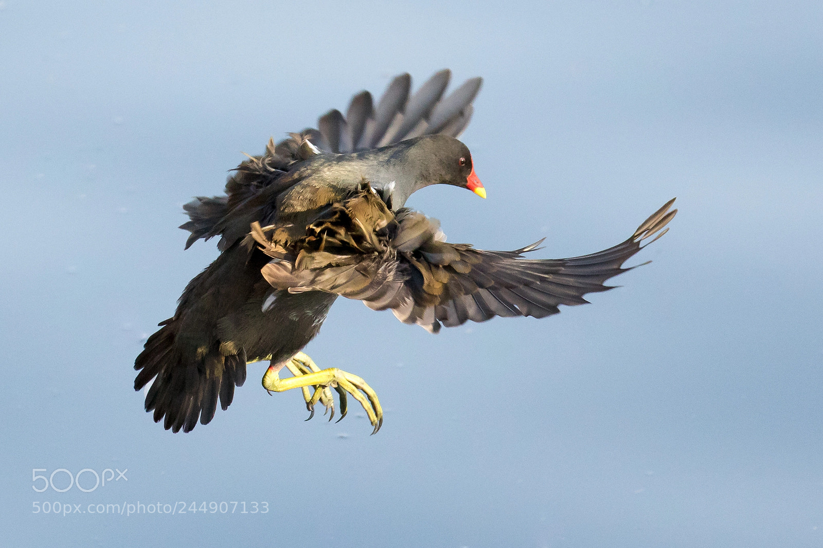 Canon EOS 7D Mark II sample photo. Common moorhen (gallinula chloropus) photography
