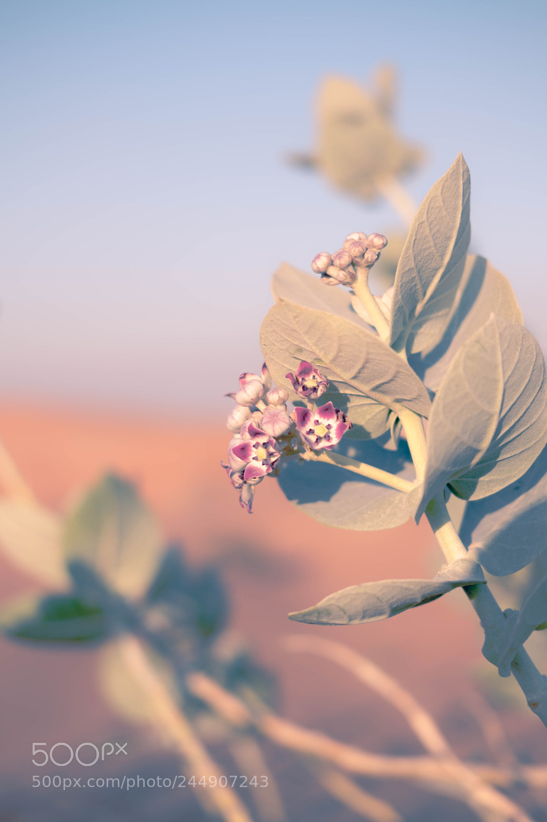 Fujifilm X-T20 sample photo. Desert rose photography