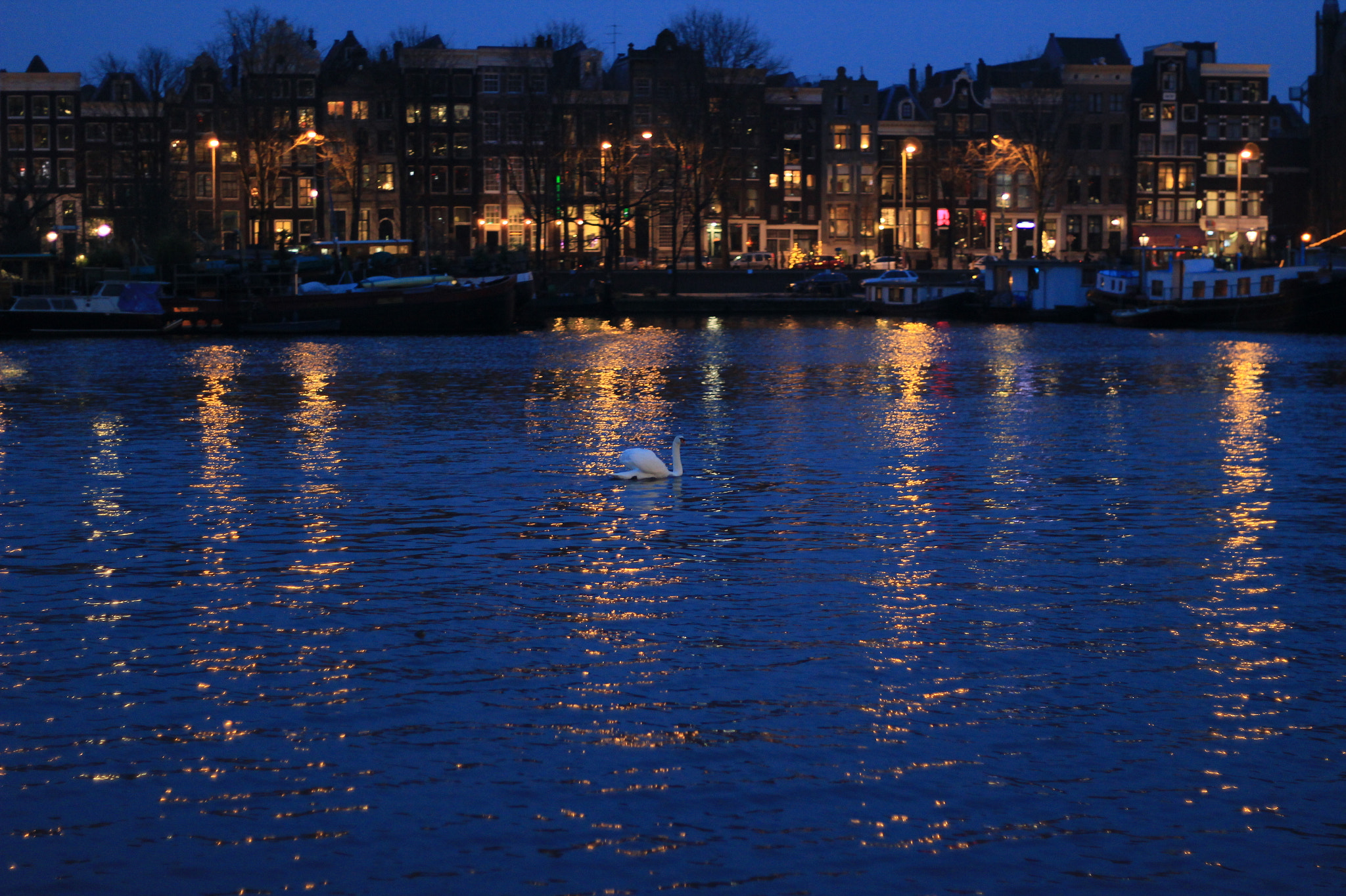 Canon EOS 1200D (EOS Rebel T5 / EOS Kiss X70 / EOS Hi) + Canon EF 50mm F1.8 II sample photo. Swan in the blue hour photography