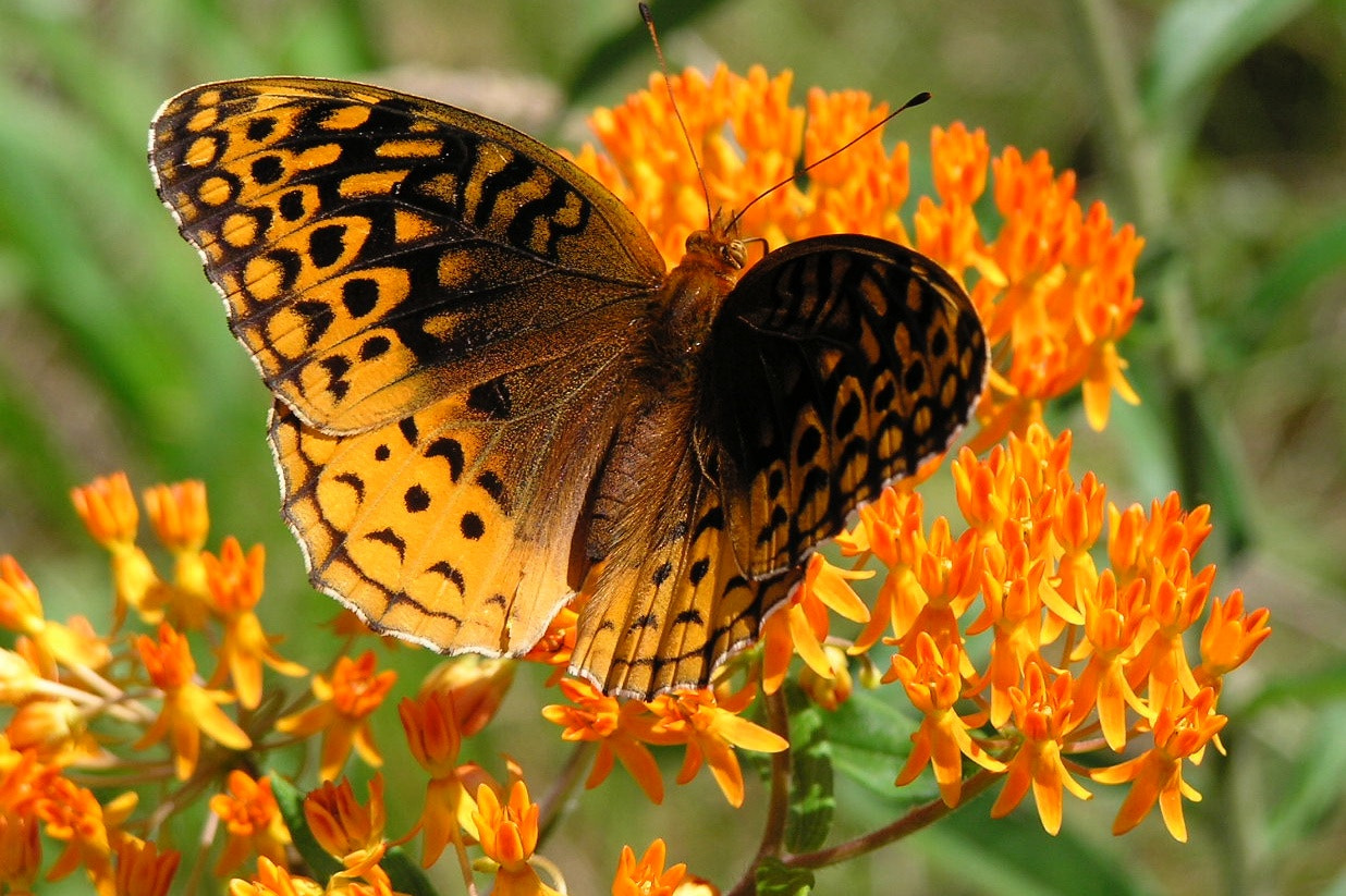 Olympus C750UZ sample photo. Butterfly on a milkweed photography