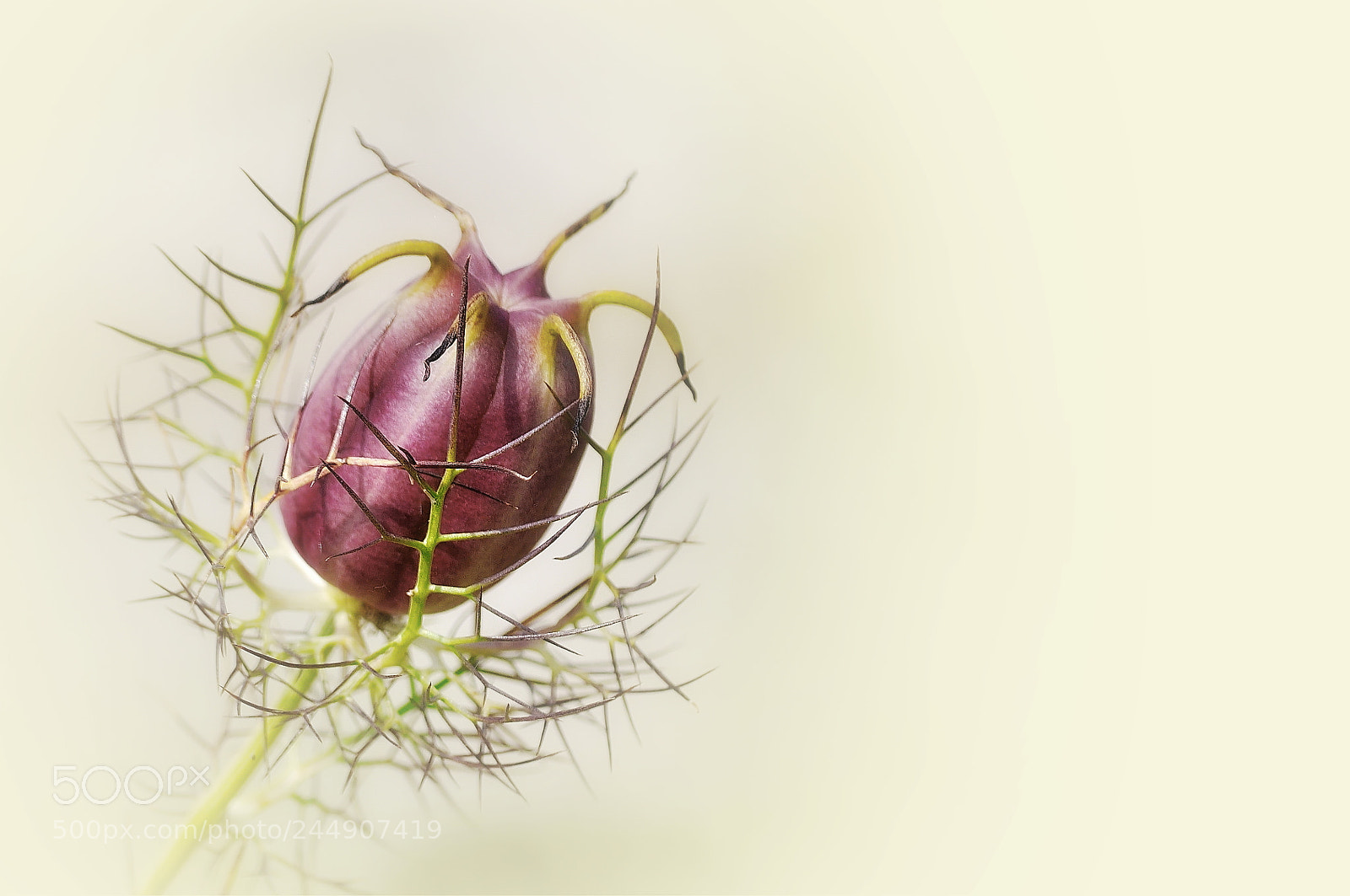 Nikon D5000 sample photo. Seeds photography