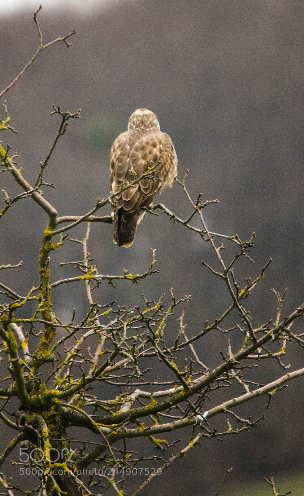 Canon EOS 750D (EOS Rebel T6i / EOS Kiss X8i) sample photo. On the break branch photography