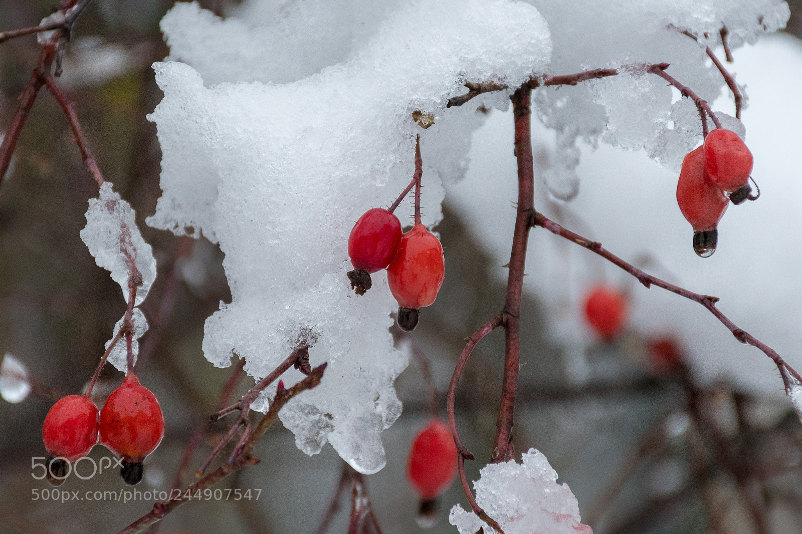 Nikon D500 sample photo. Briar in snow photography