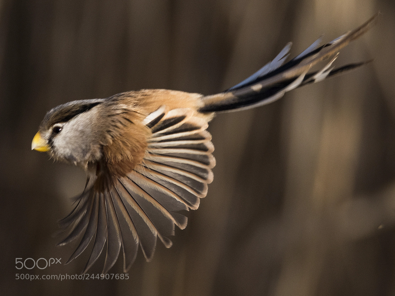 Nikon D500 sample photo. Reed parrotbill photography