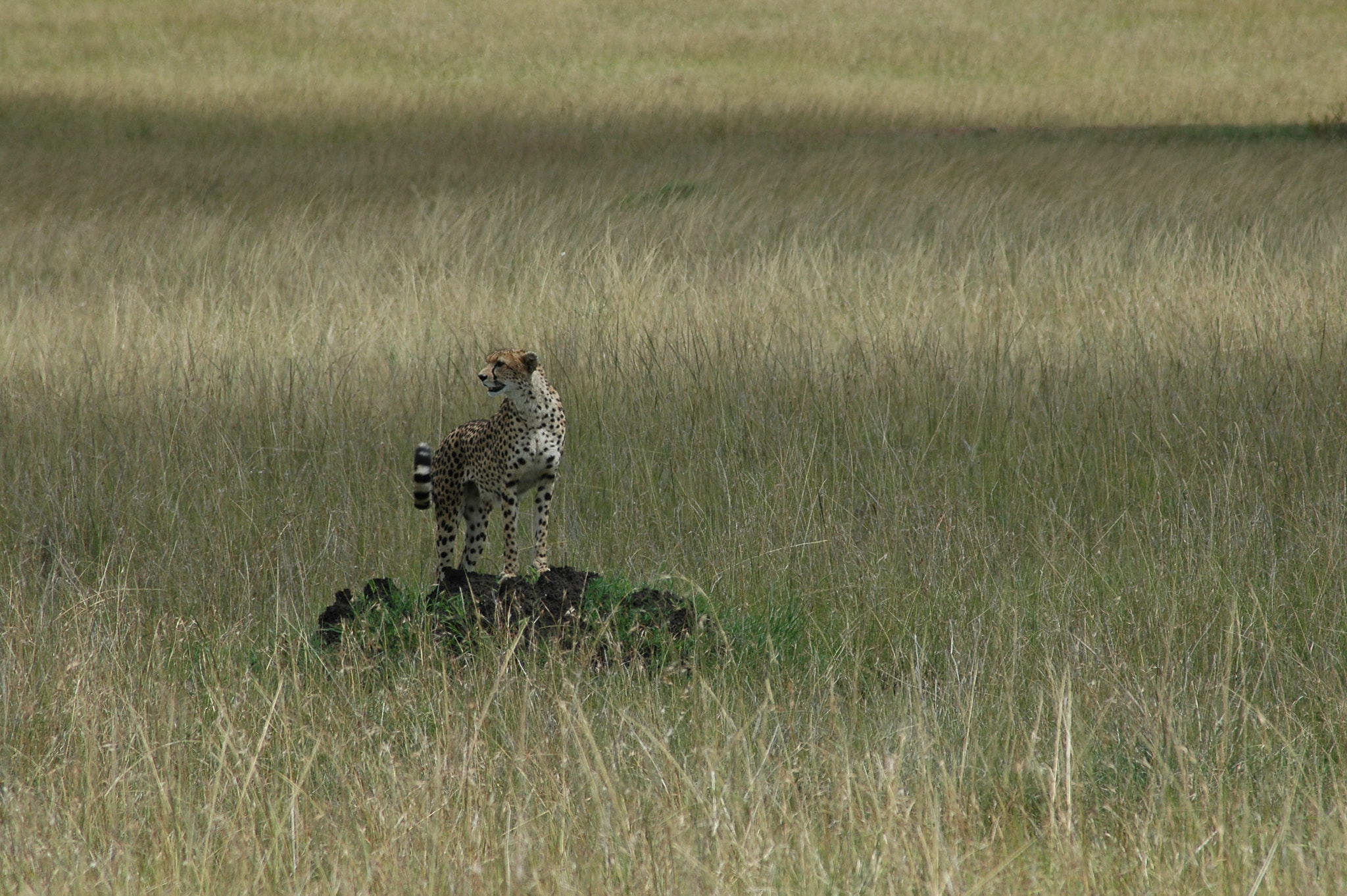 Nikon D70 + AF Zoom-Nikkor 70-300mm f/4-5.6D ED sample photo. Surveillance... photography