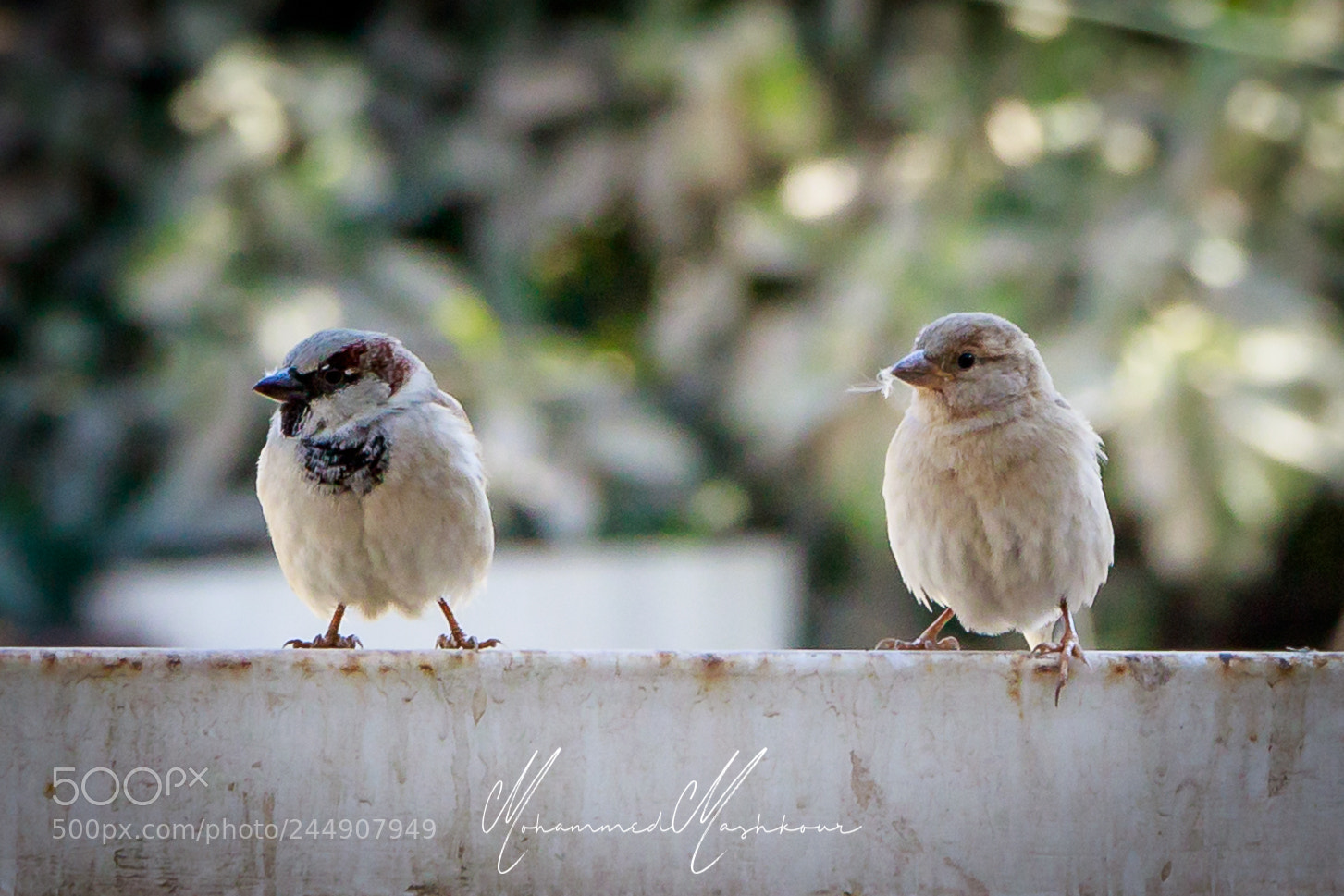 Canon EOS 7D Mark II sample photo. My neighbors photography