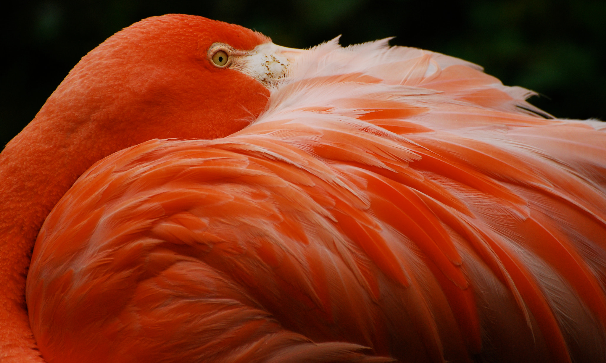 Nikon D80 + Nikon AF-S Nikkor 70-300mm F4.5-5.6G VR sample photo. Pink flamingo at bronx zoo, new york . hand held, no filters. just cropped a bit. all natural photography