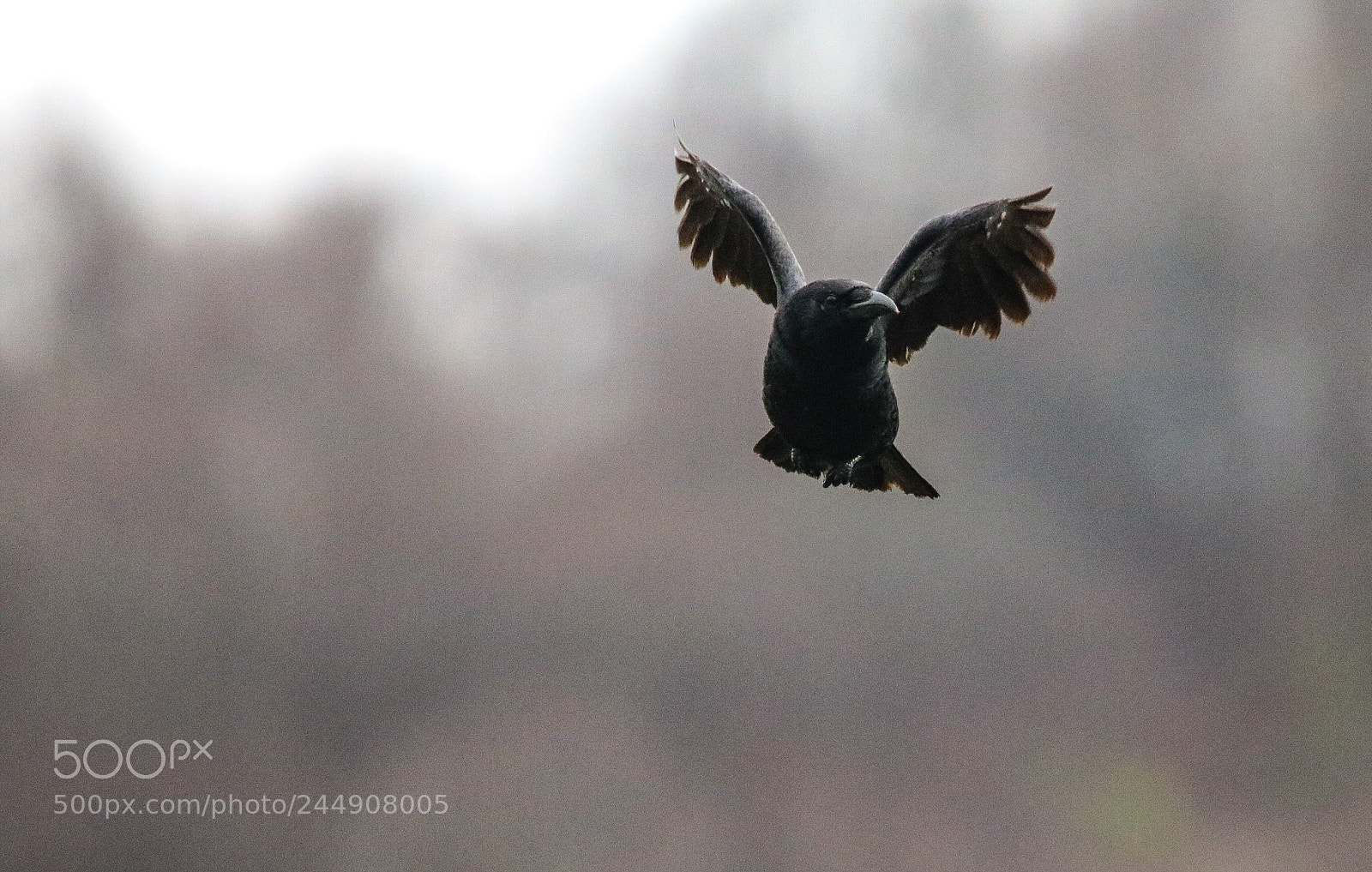 Canon EOS 750D (EOS Rebel T6i / EOS Kiss X8i) sample photo. Rook in motion photography