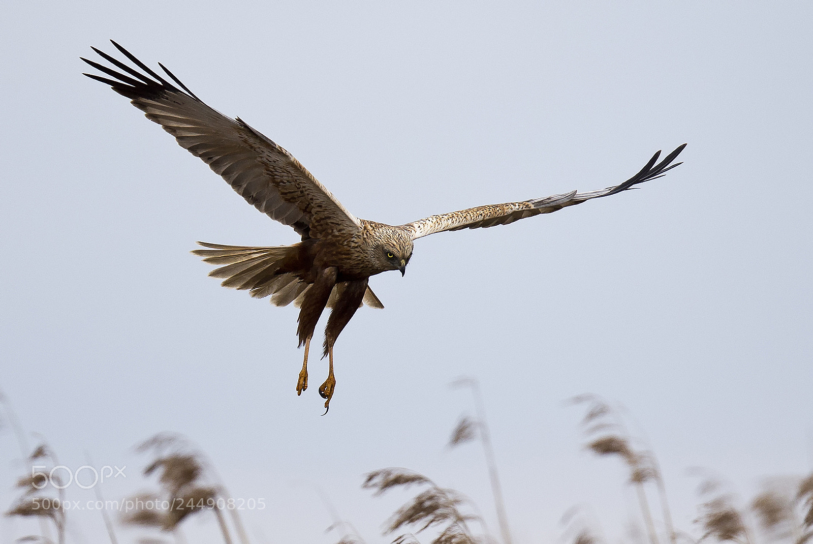 Canon EOS-1D X sample photo. Western marsh harrier circus photography