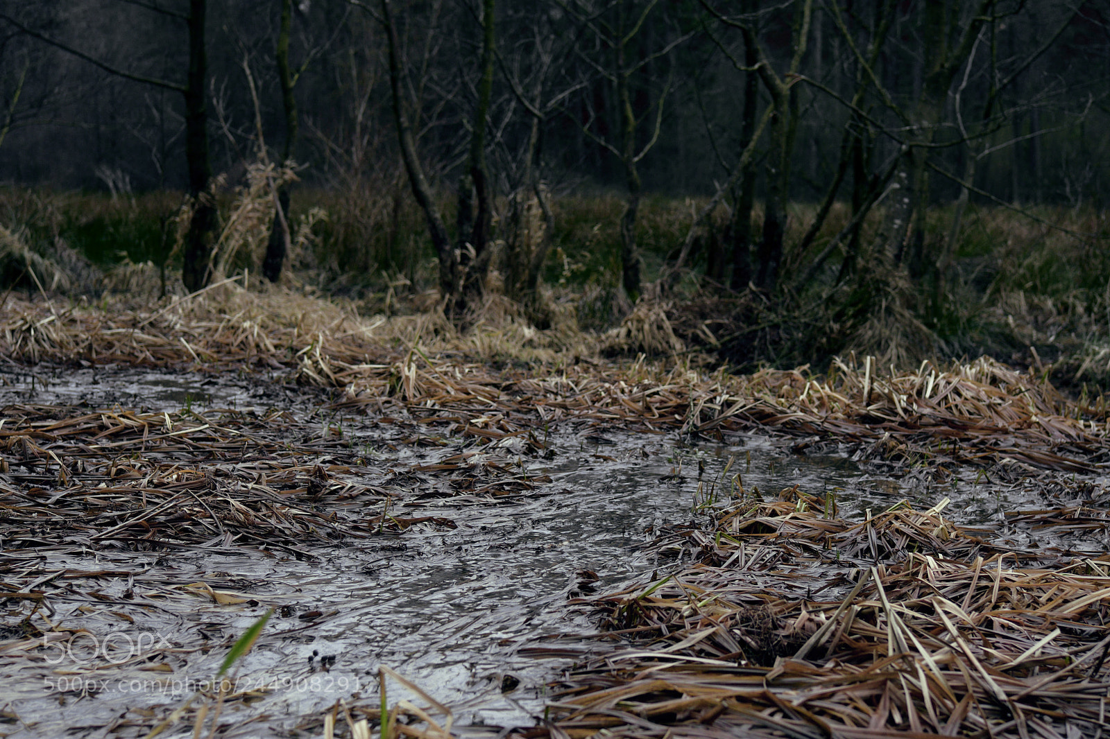 Nikon D7500 sample photo. Inside the swamp photography