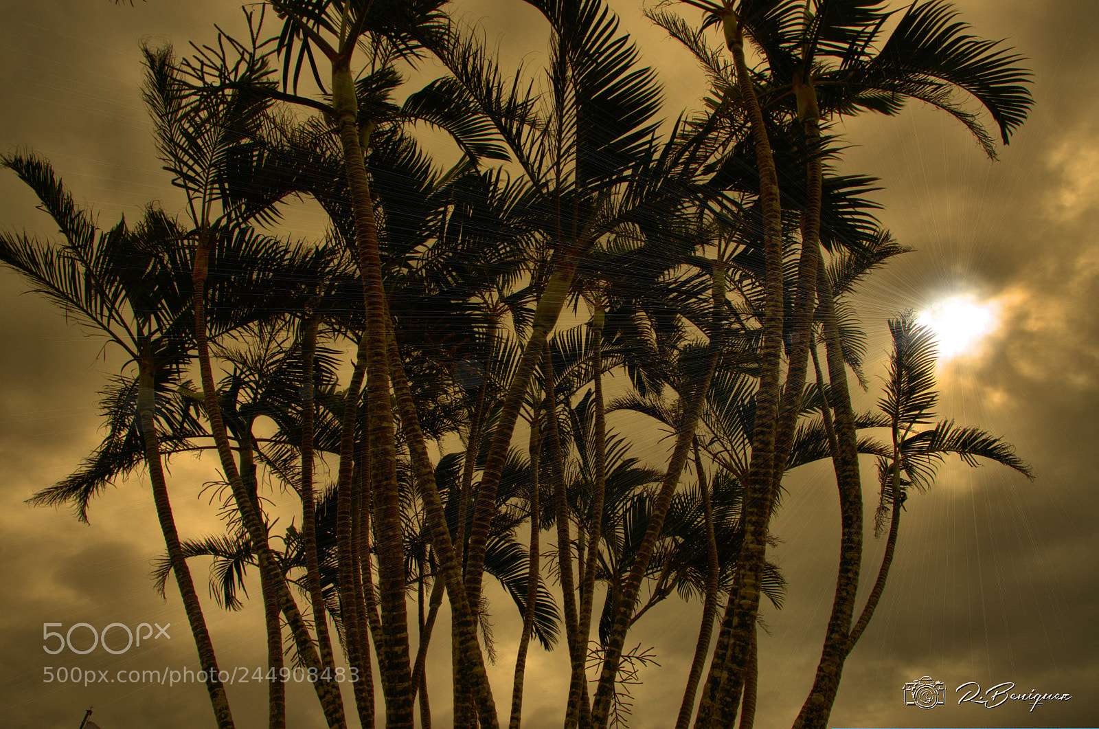 Nikon D5100 sample photo. Palms photography