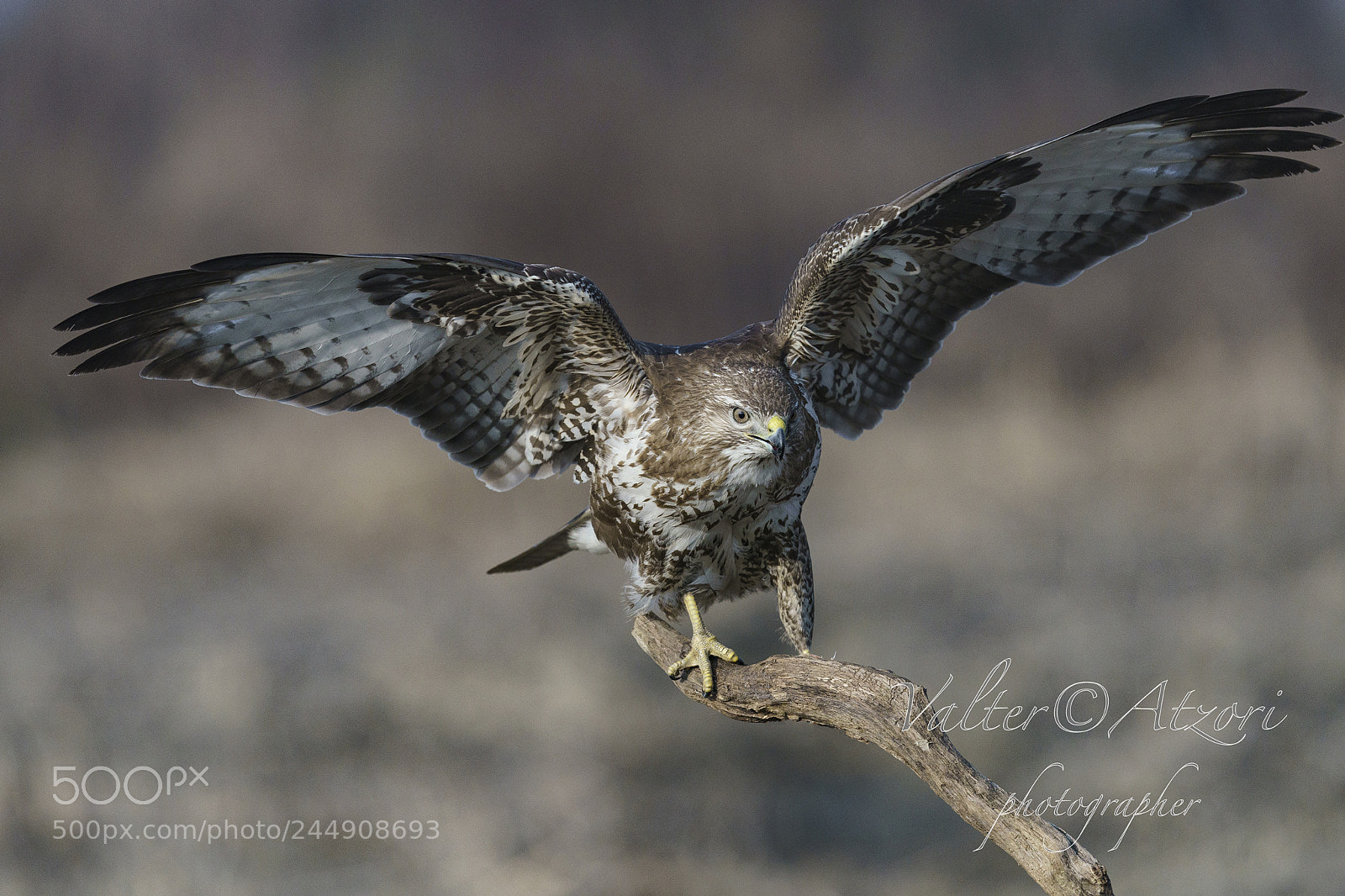 Sony a9 sample photo. Buzzard photography