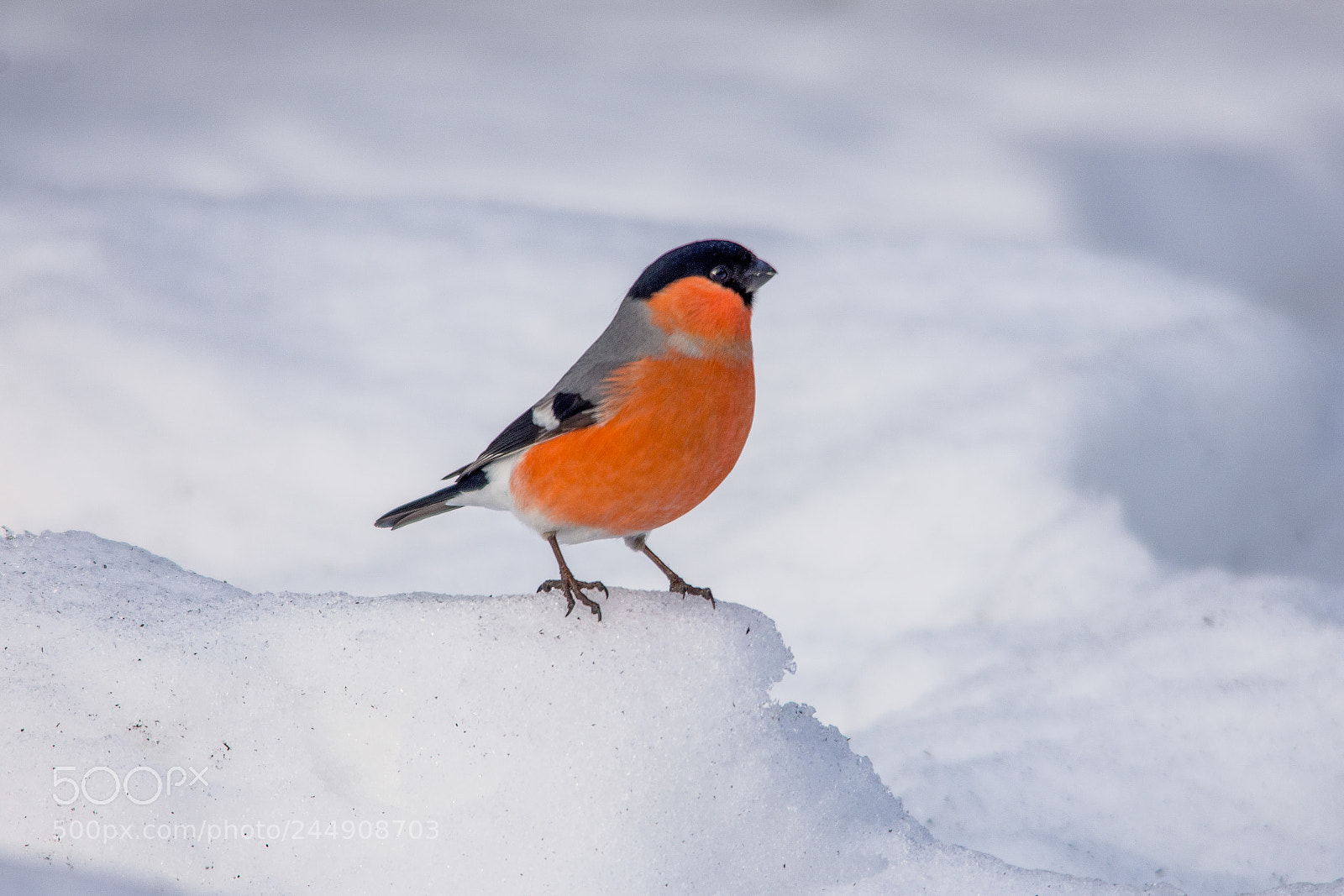 Nikon D7200 sample photo. Bullfinch photography