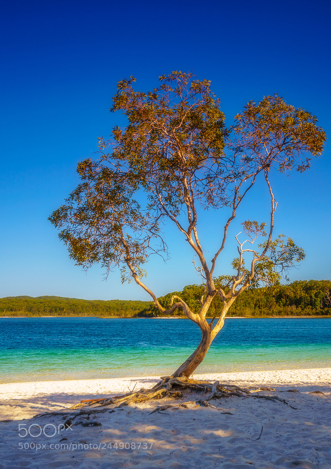 Sony a7R III sample photo. Lake mckenzie photography