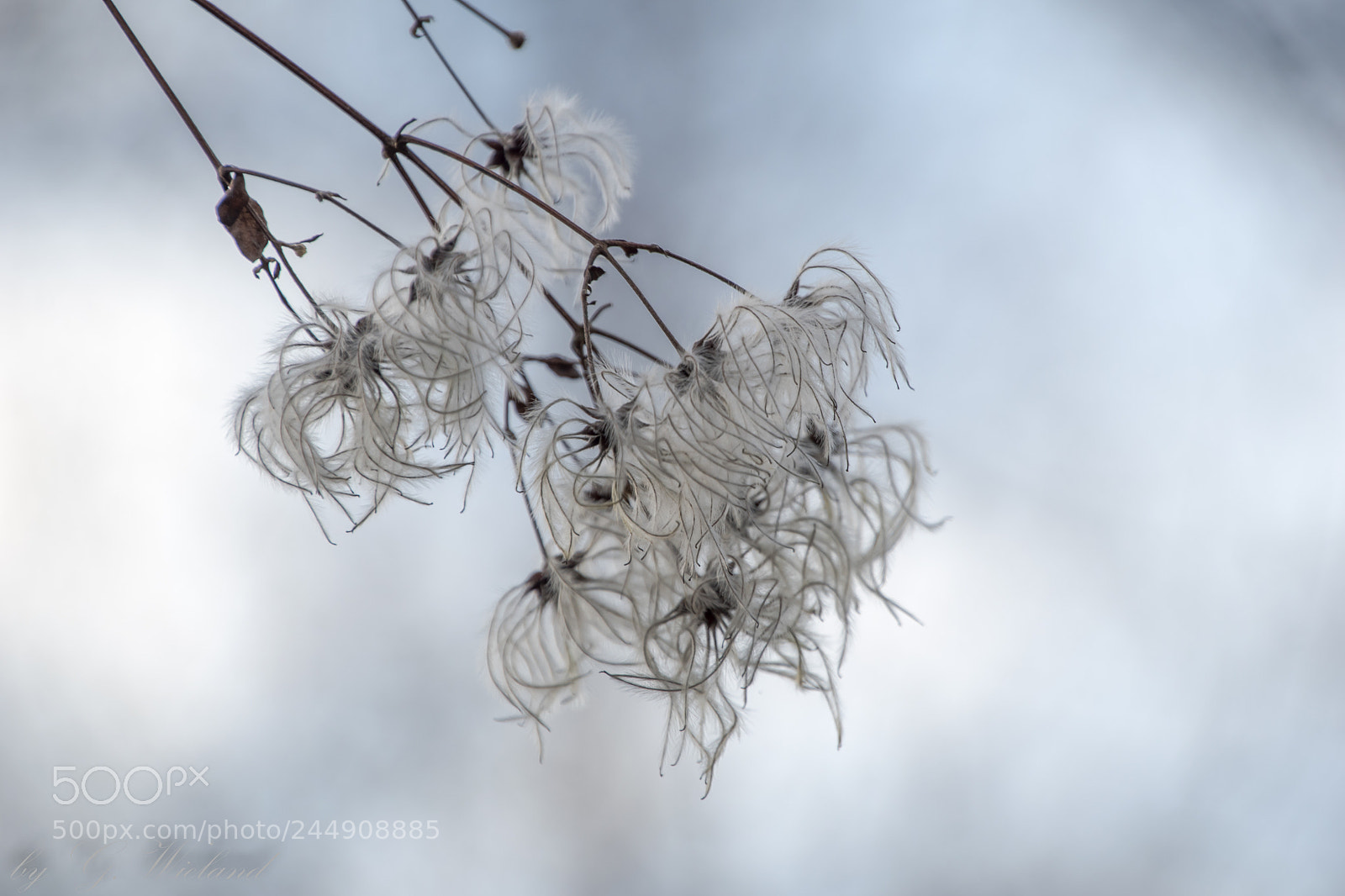 Nikon D5500 sample photo. White beauty photography