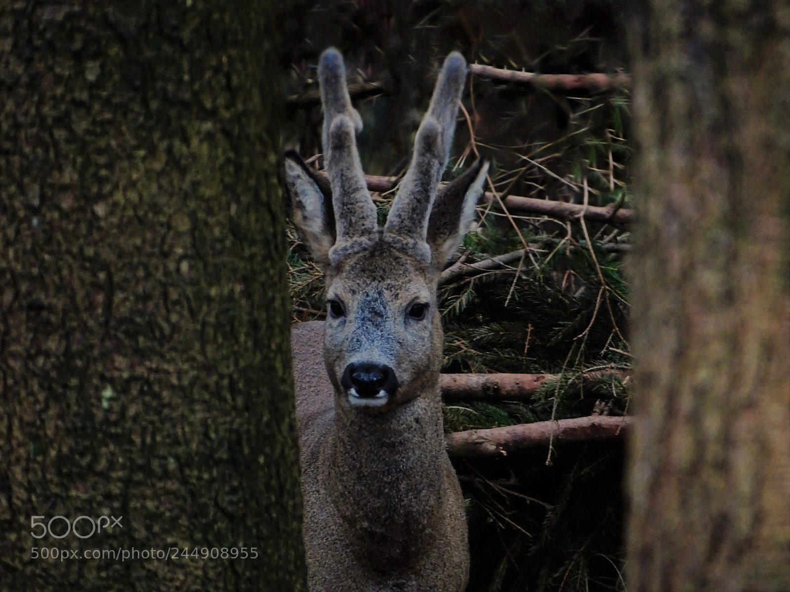 Sony Cyber-shot DSC-HX400V sample photo. Reh im wald photography