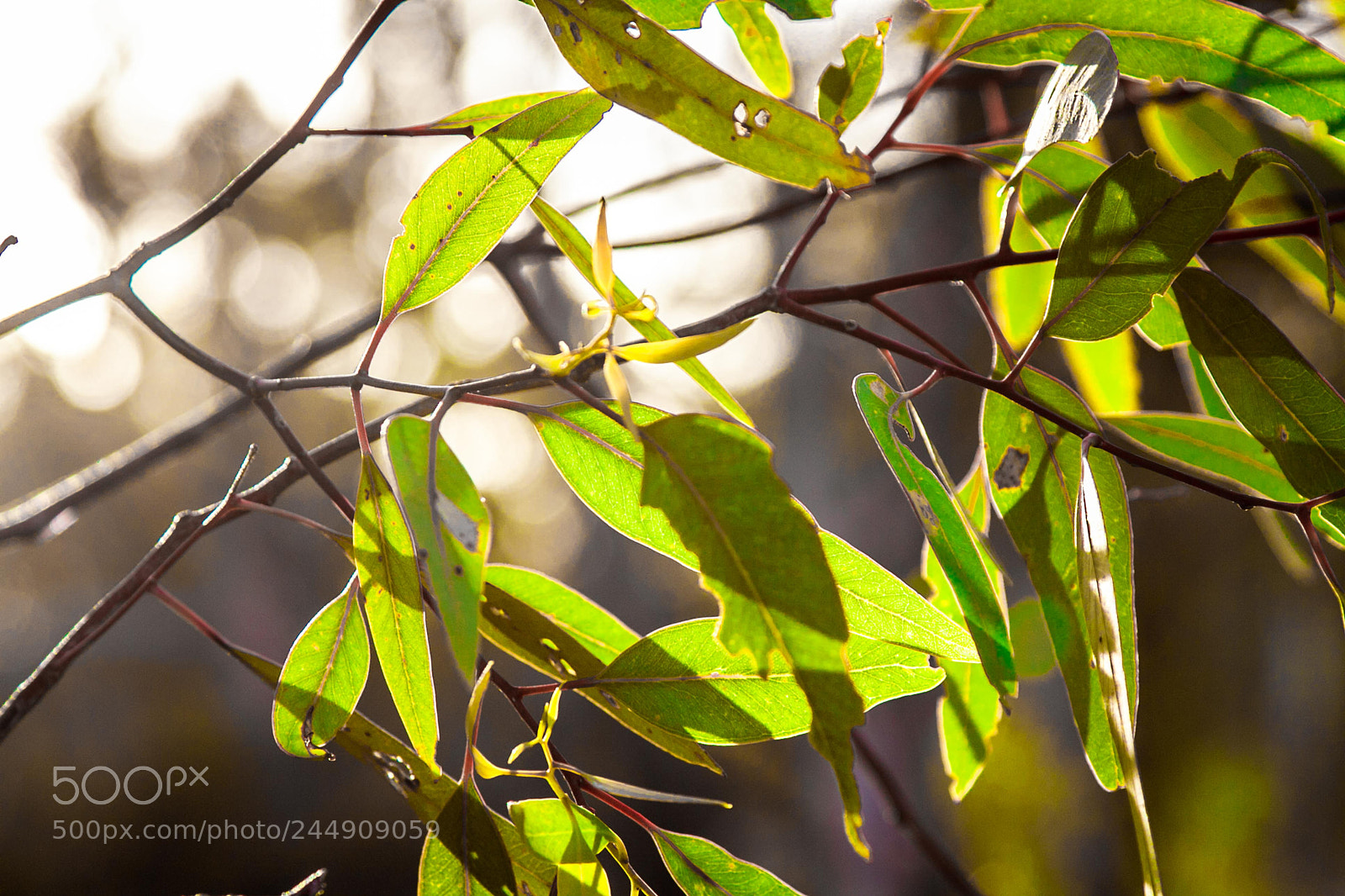 Canon EOS 50D sample photo. Forest monitoring work photography