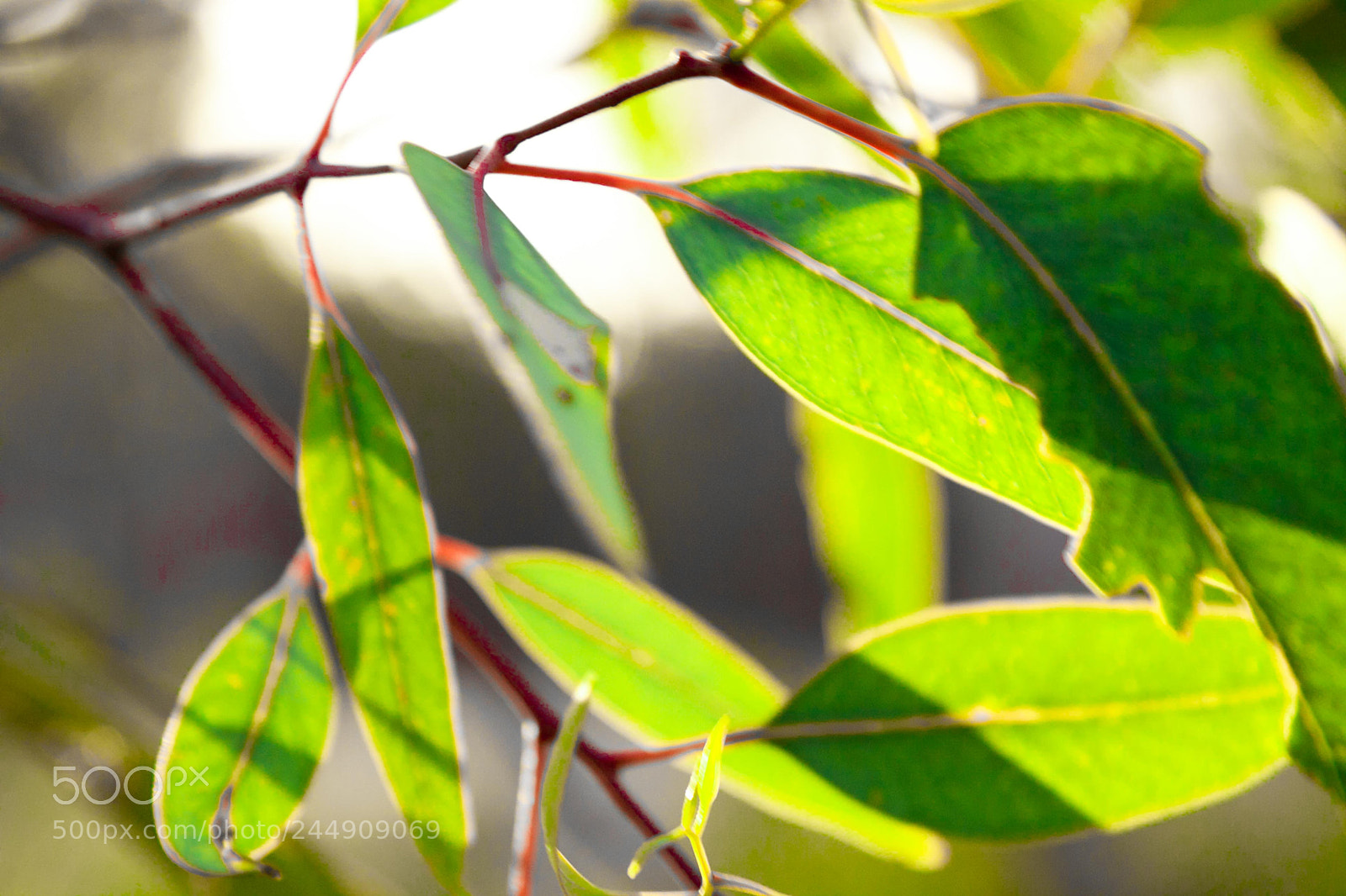 Canon EOS 50D sample photo. Forest monitoring work photography