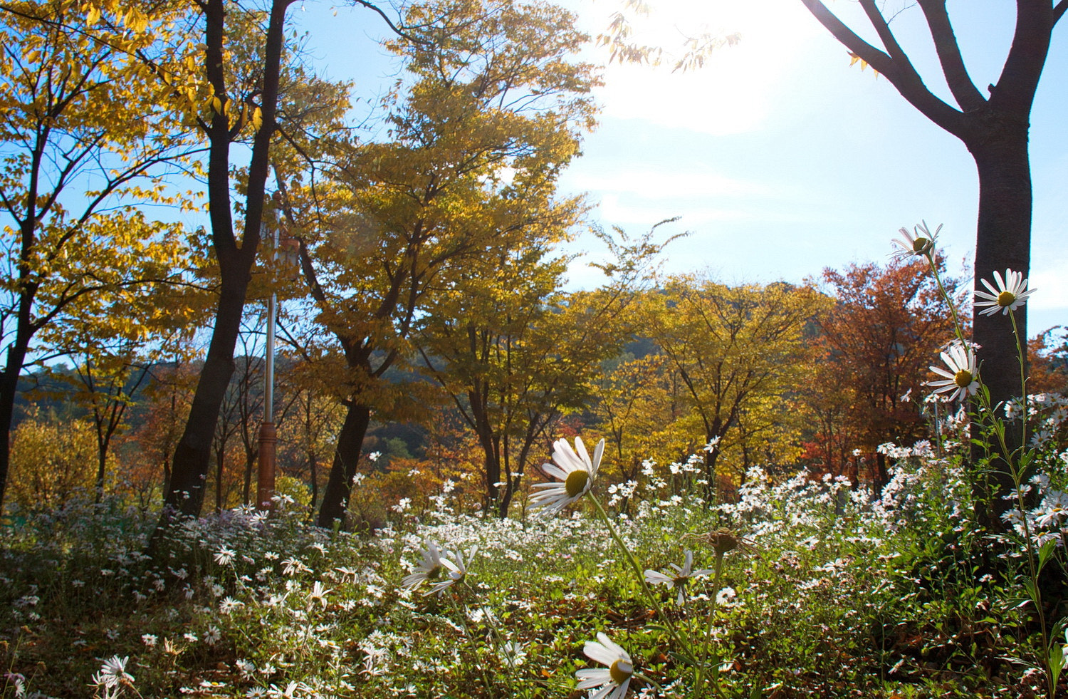 Canon EF-S 18-200mm F3.5-5.6 IS sample photo. Sunny photography