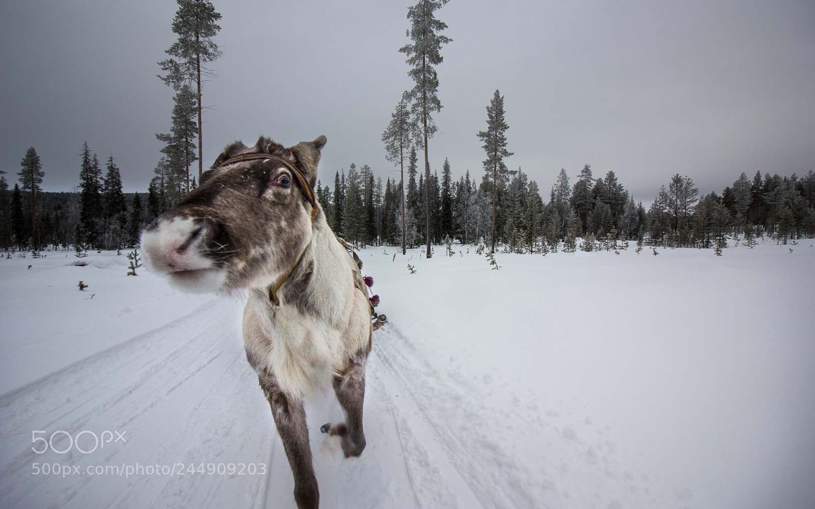 Canon EOS 60D sample photo. Reindeer in lapland photography
