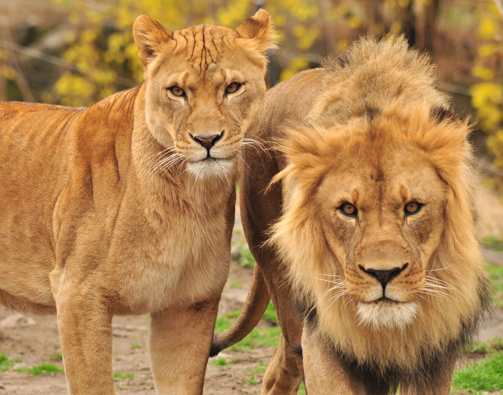 Nikon D90 sample photo. Sukari and m’wasi. taken at bronx zoo, new york.hand held. photography