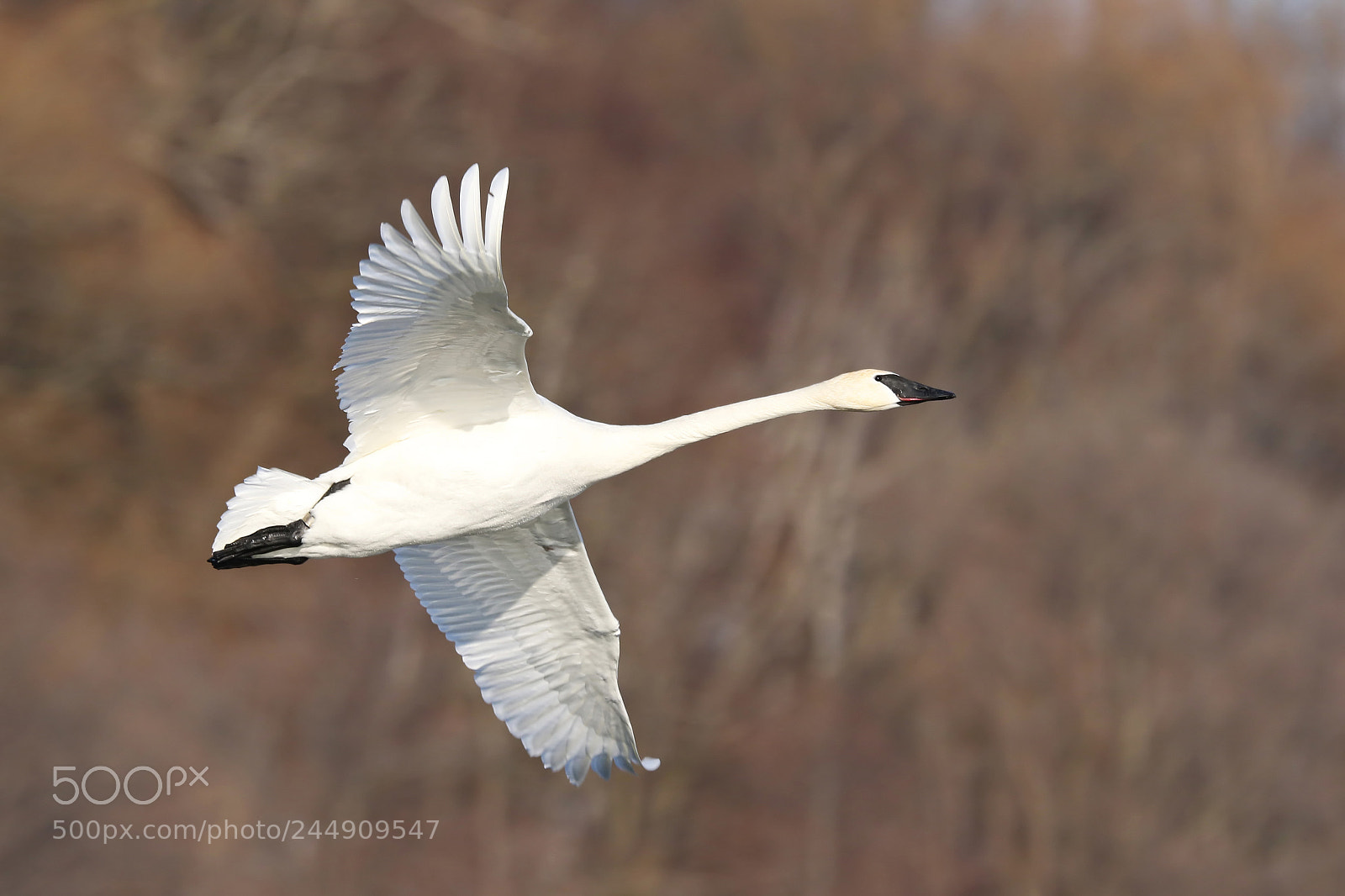 Canon EOS 7D Mark II sample photo. Trumpeter swan photography