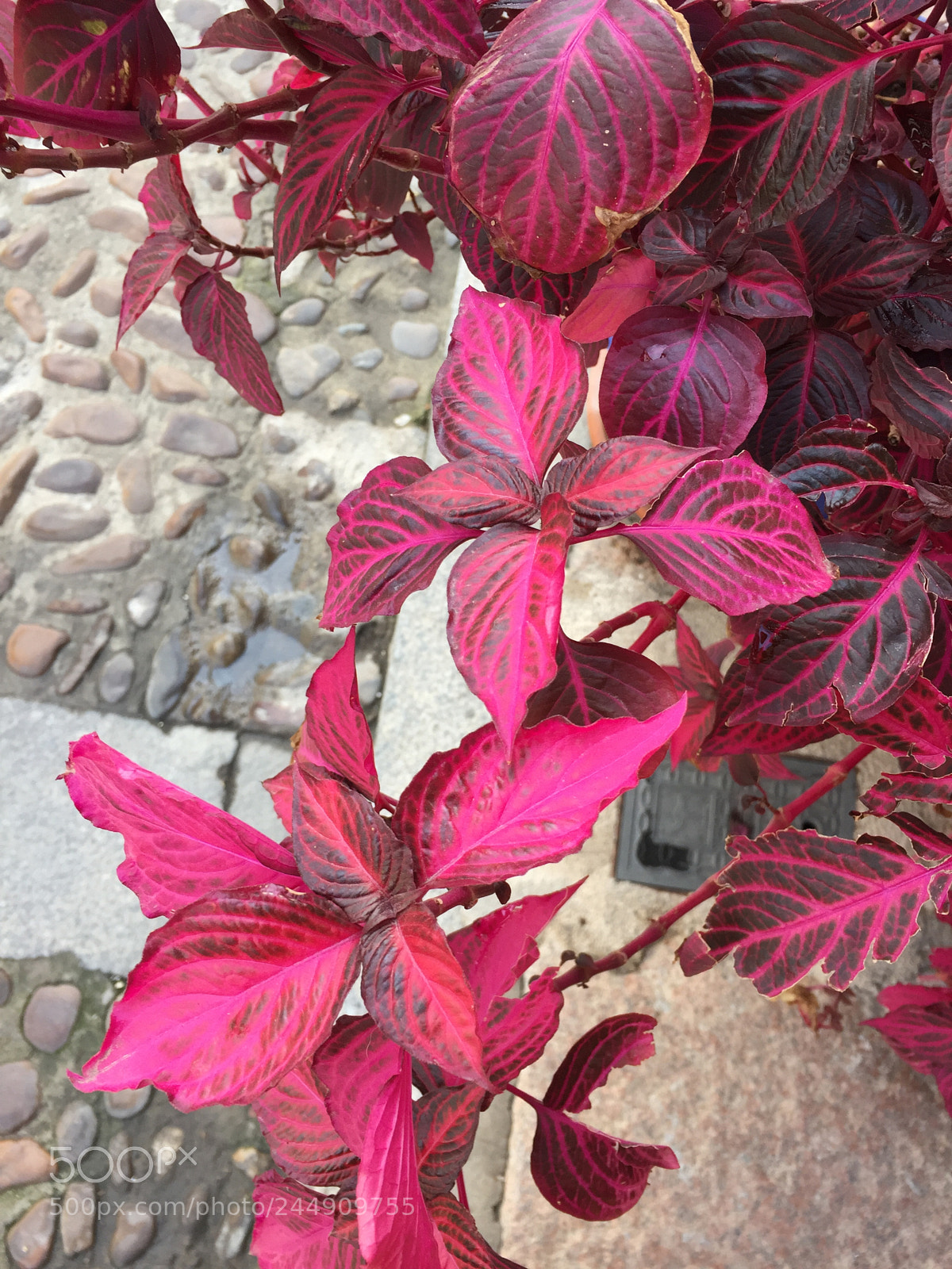 Apple iPhone 6 sample photo. Untitled photography