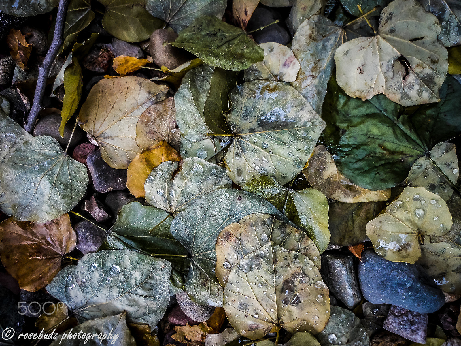 Nikon Coolpix S6100 sample photo. Wet leaves photography