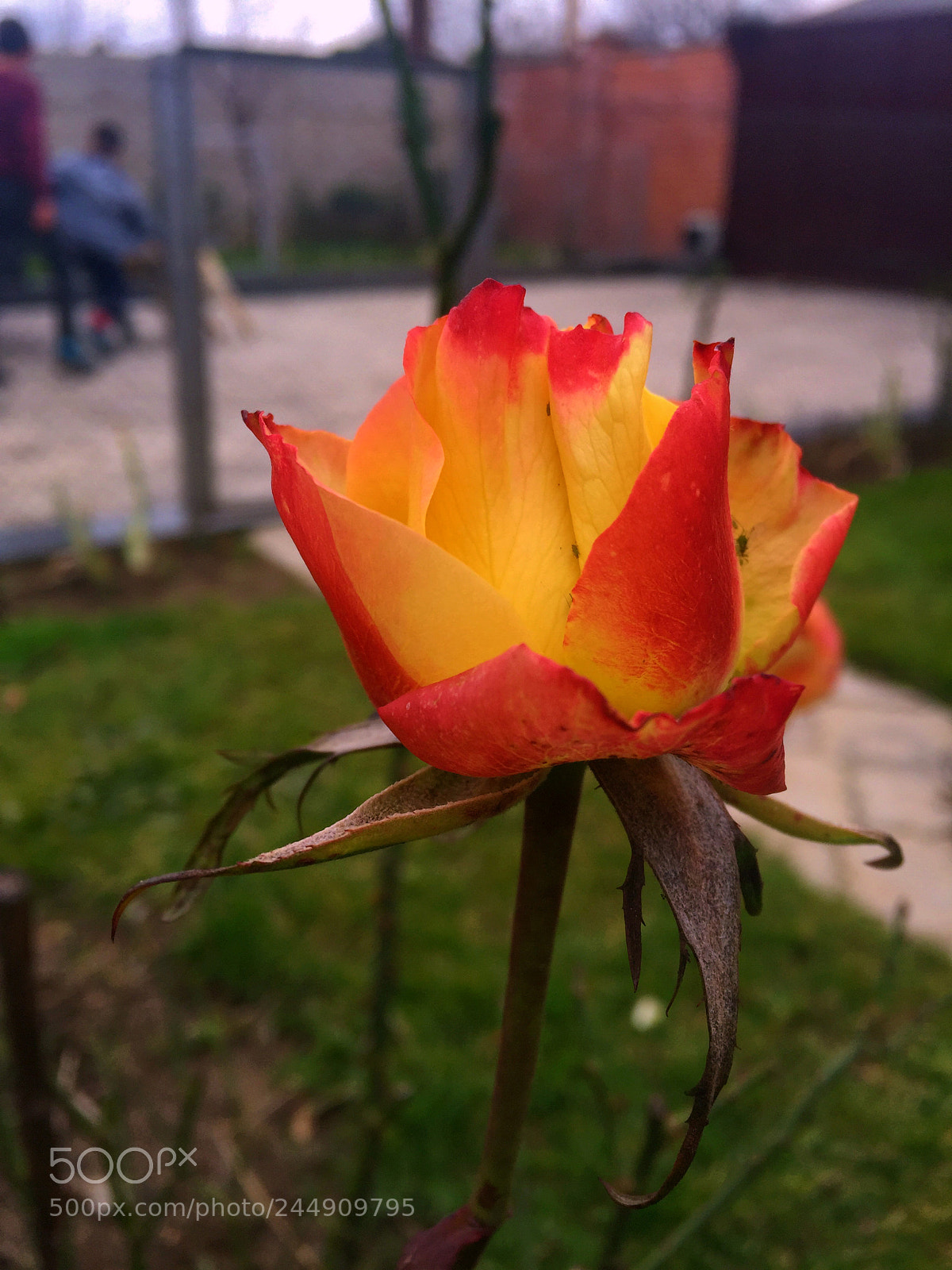 Apple iPhone 6 sample photo. Love photography