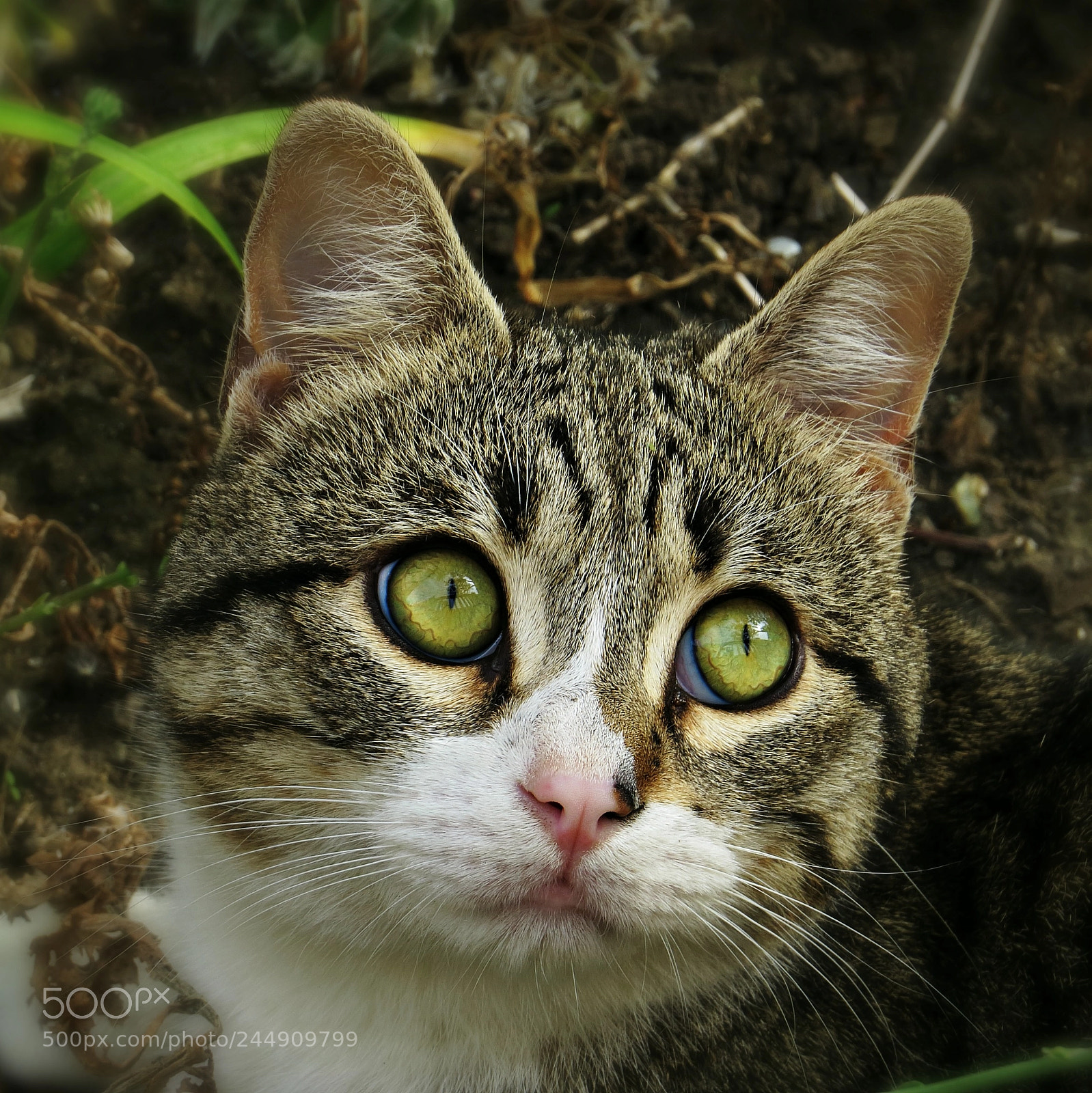 Canon PowerShot SX50 HS sample photo. Gatto photography