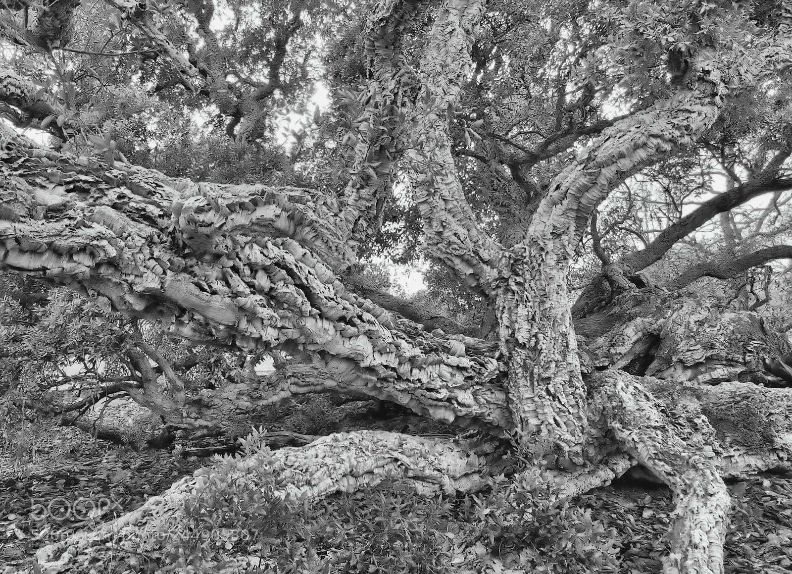 Samsung Galaxy S6 sample photo. Cork oak tree photography