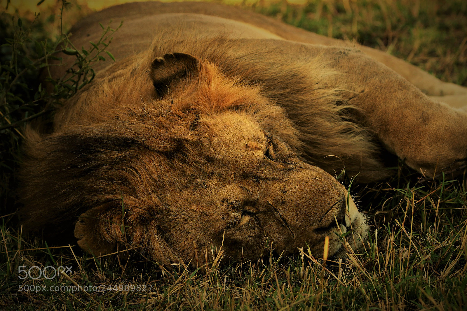 Canon EOS 7D Mark II sample photo. Untitled photography