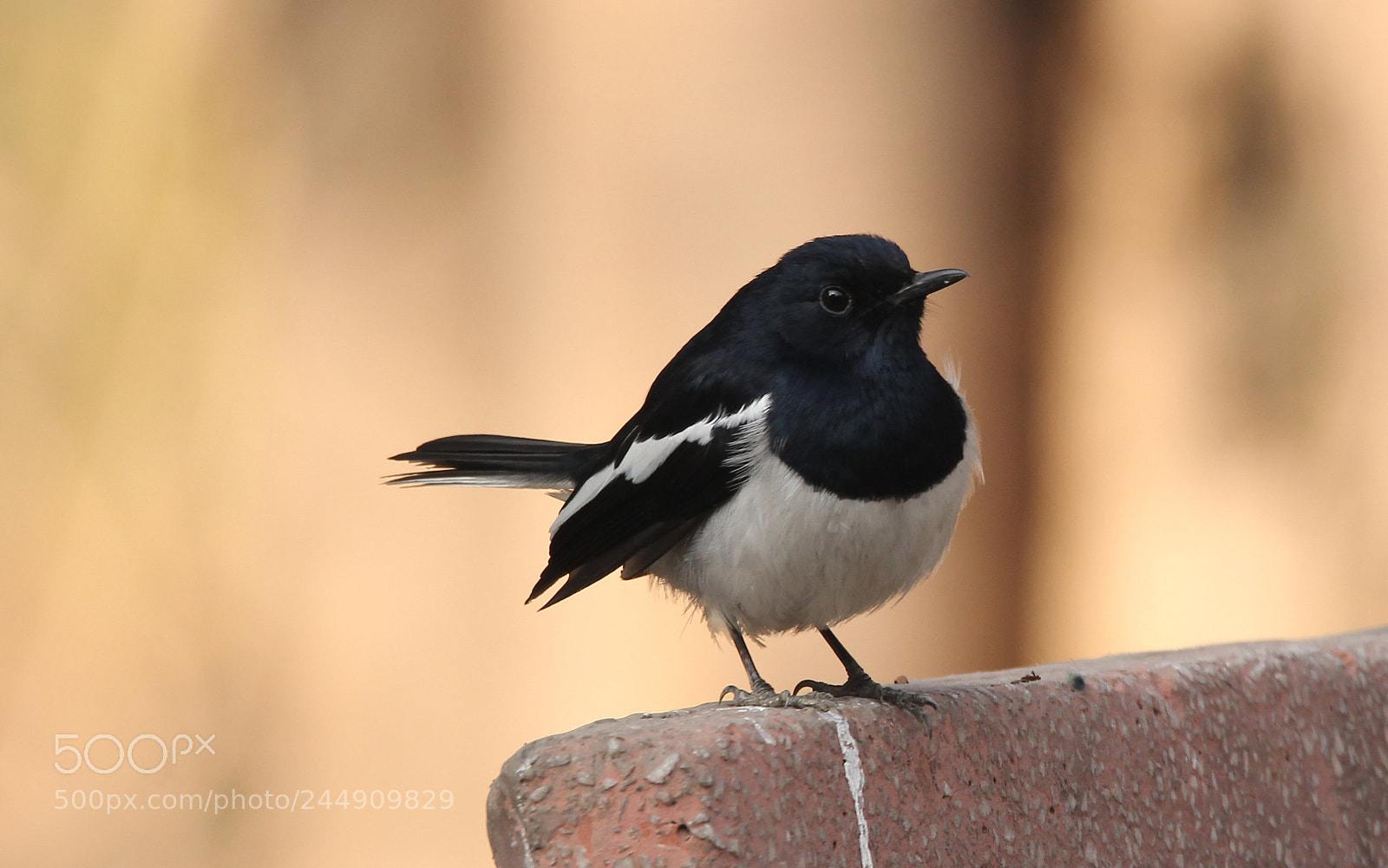 Canon EOS 60D sample photo. Magpie robin photography