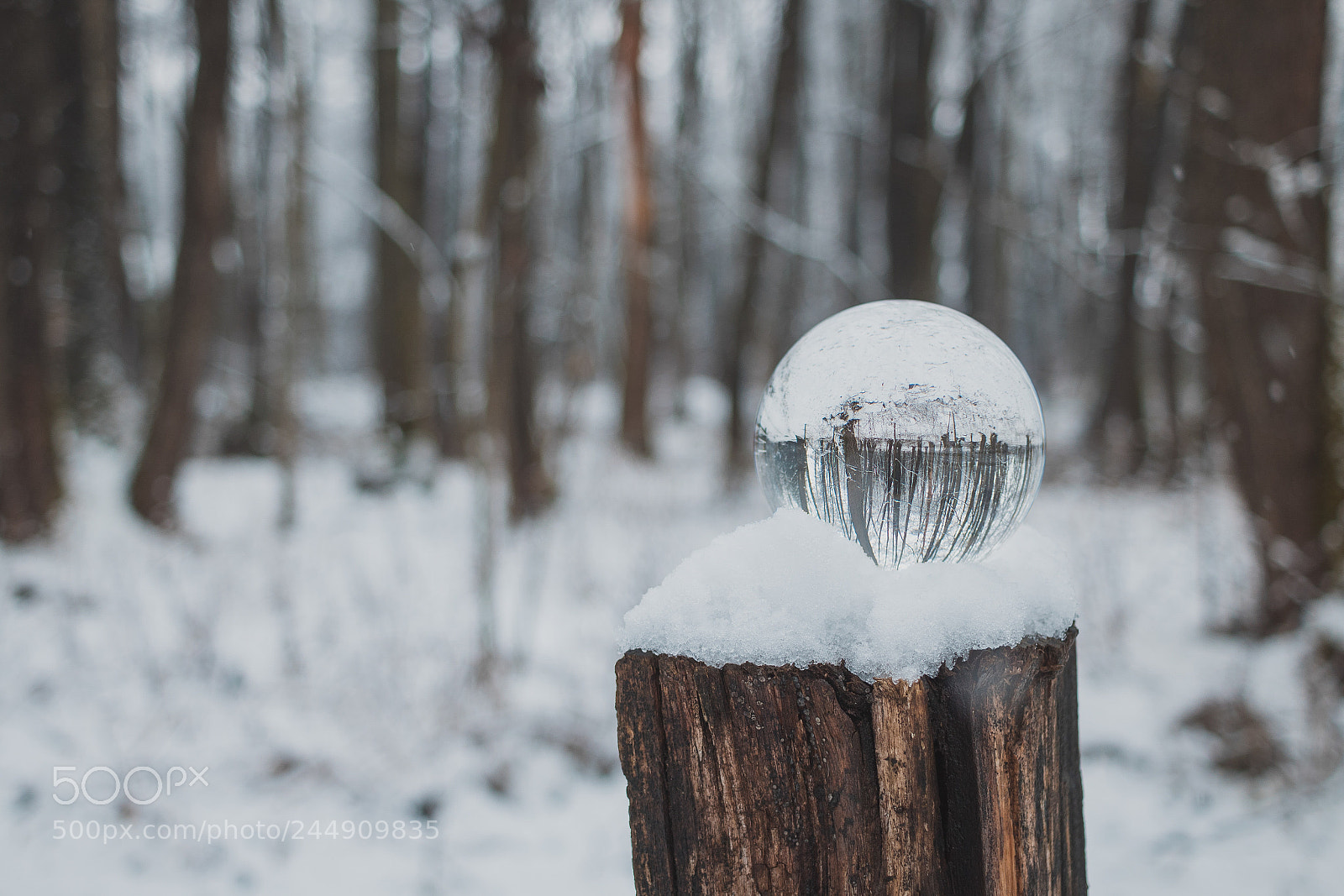 Canon EOS 750D (EOS Rebel T6i / EOS Kiss X8i) sample photo. Winter photography