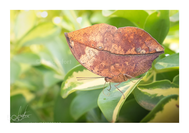 Fujifilm X70 sample photo. Mariposa hoja photography