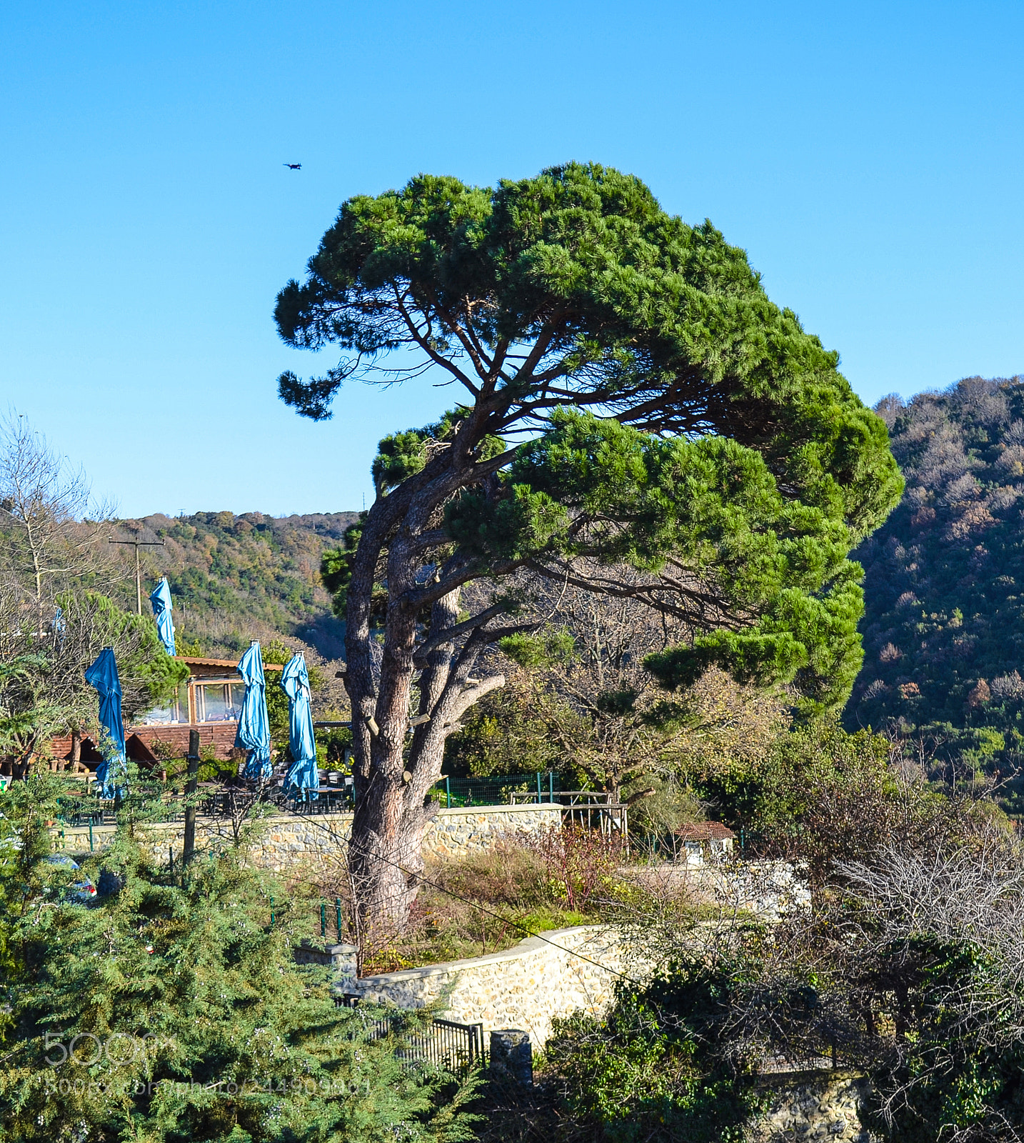 Nikon D3100 sample photo. The tree of anatolia photography
