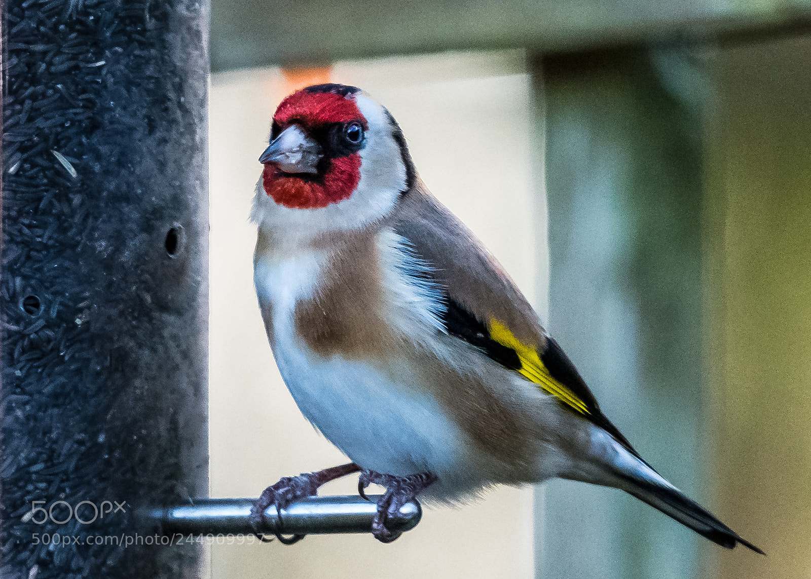 Nikon D850 sample photo. Hansome goldfinch photography