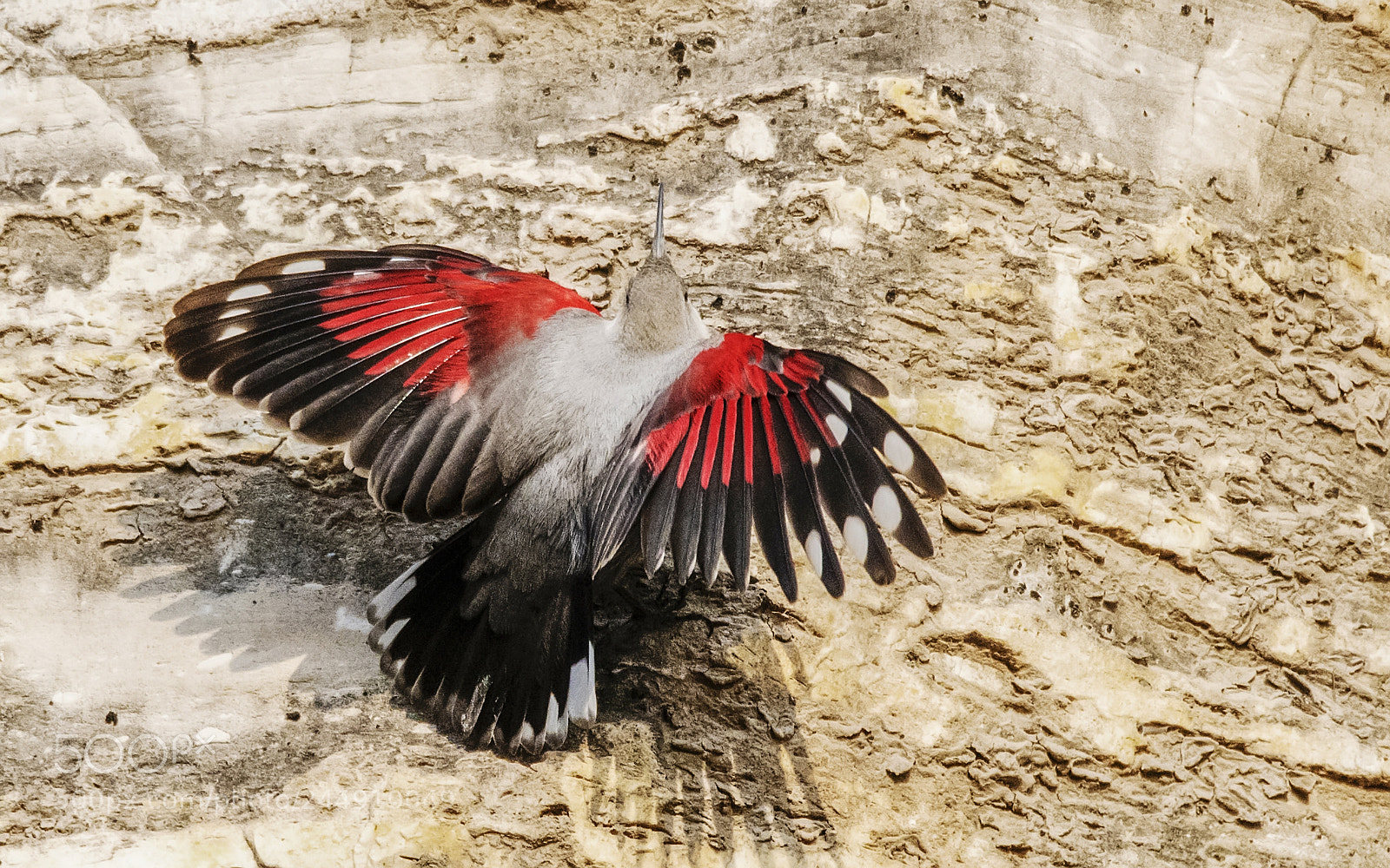 Nikon D500 sample photo. Wall creeper photography