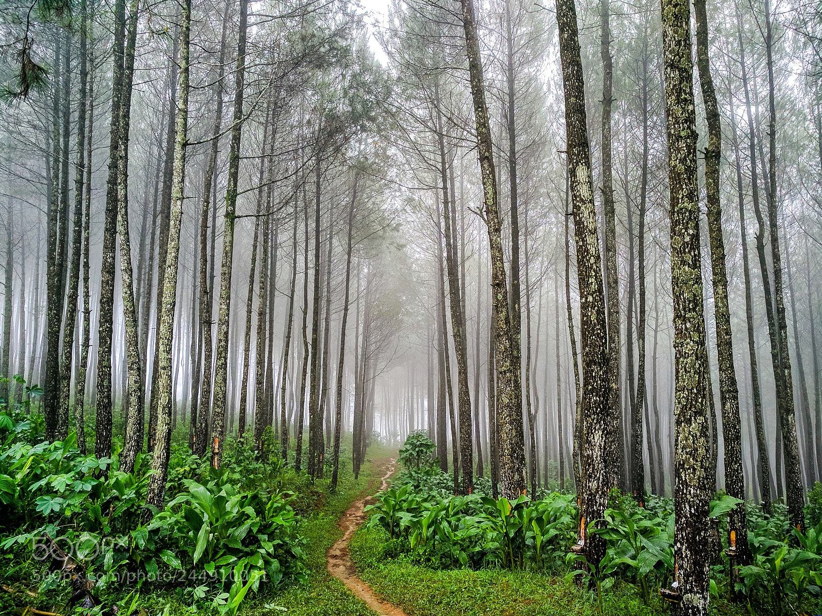 Xiaomi MI MAX 2 sample photo. Pinus forrest photography