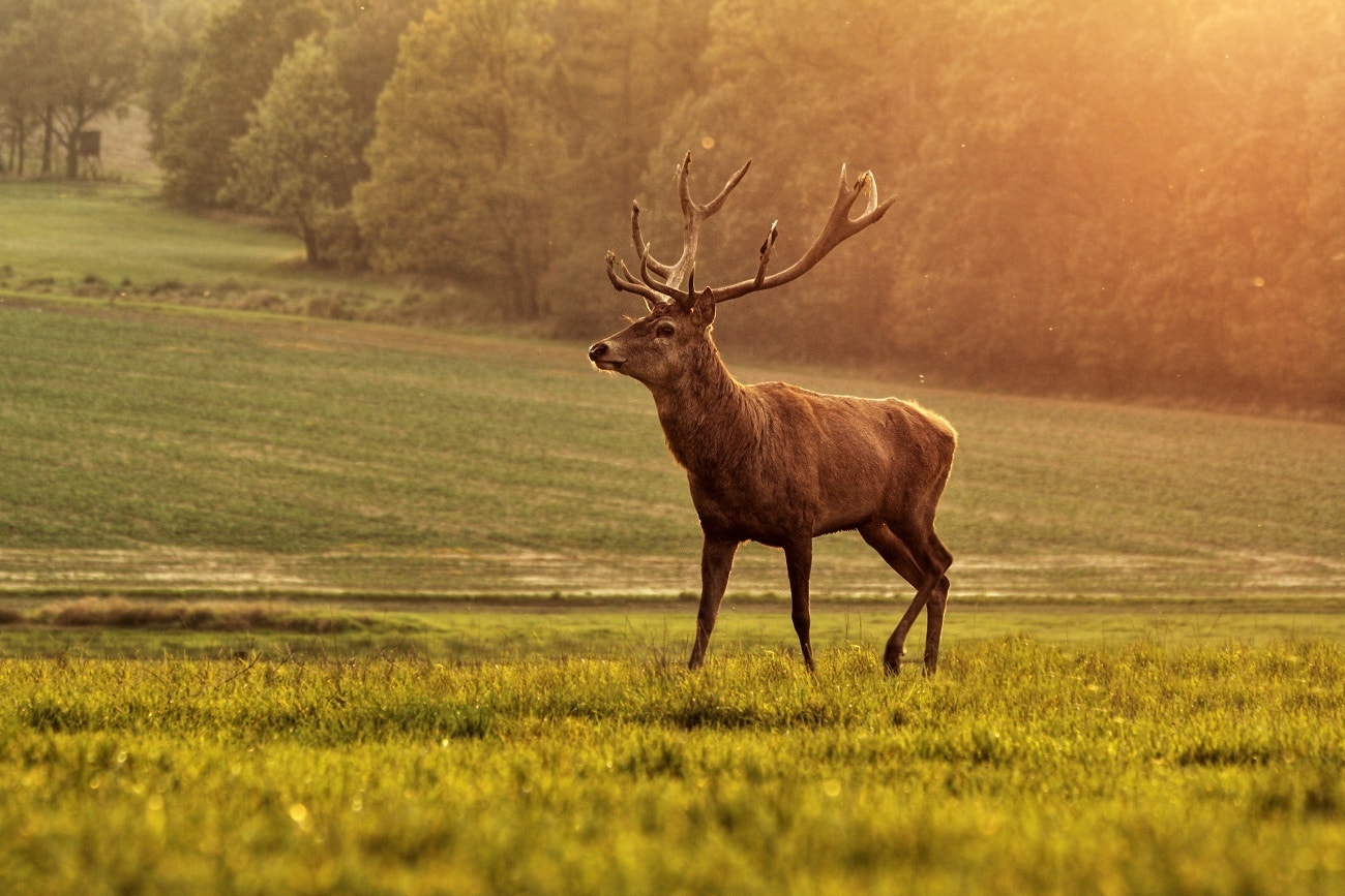 Canon EF 70-300mm F4-5.6 IS USM sample photo. Deer photography