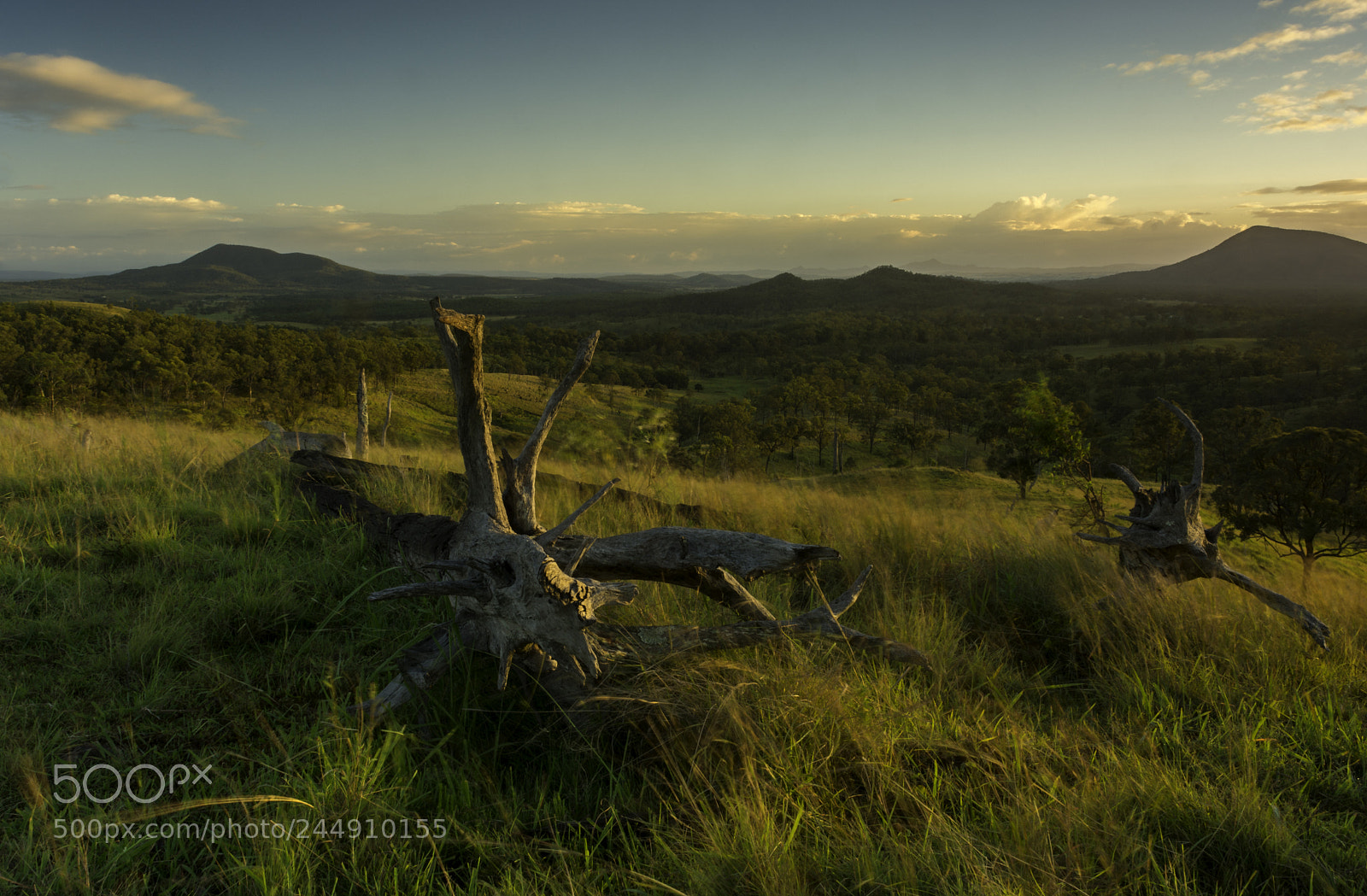 Nikon D7100 sample photo. Tree at sunrise photography