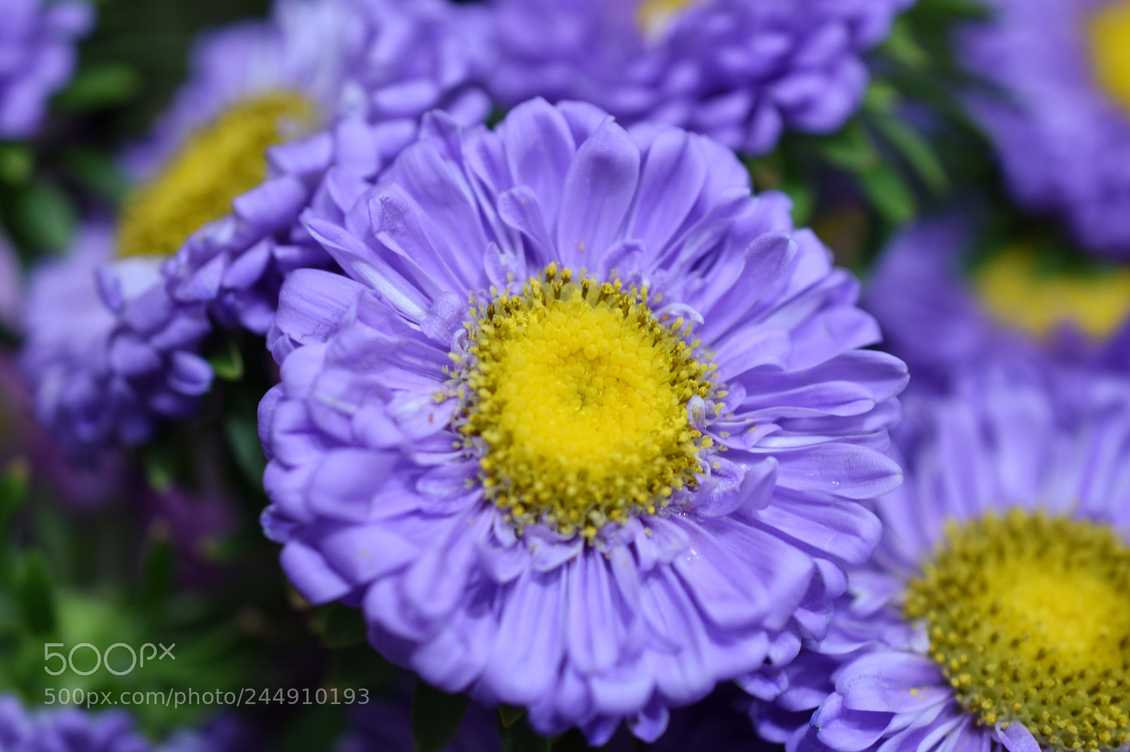 Nikon D3400 sample photo. A ribbon of asters photography
