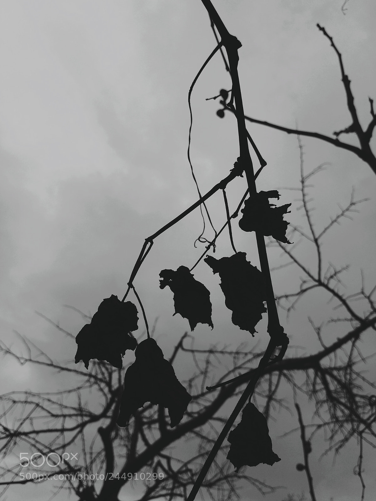 HTC ONE M9 sample photo. Black and white leaves photography