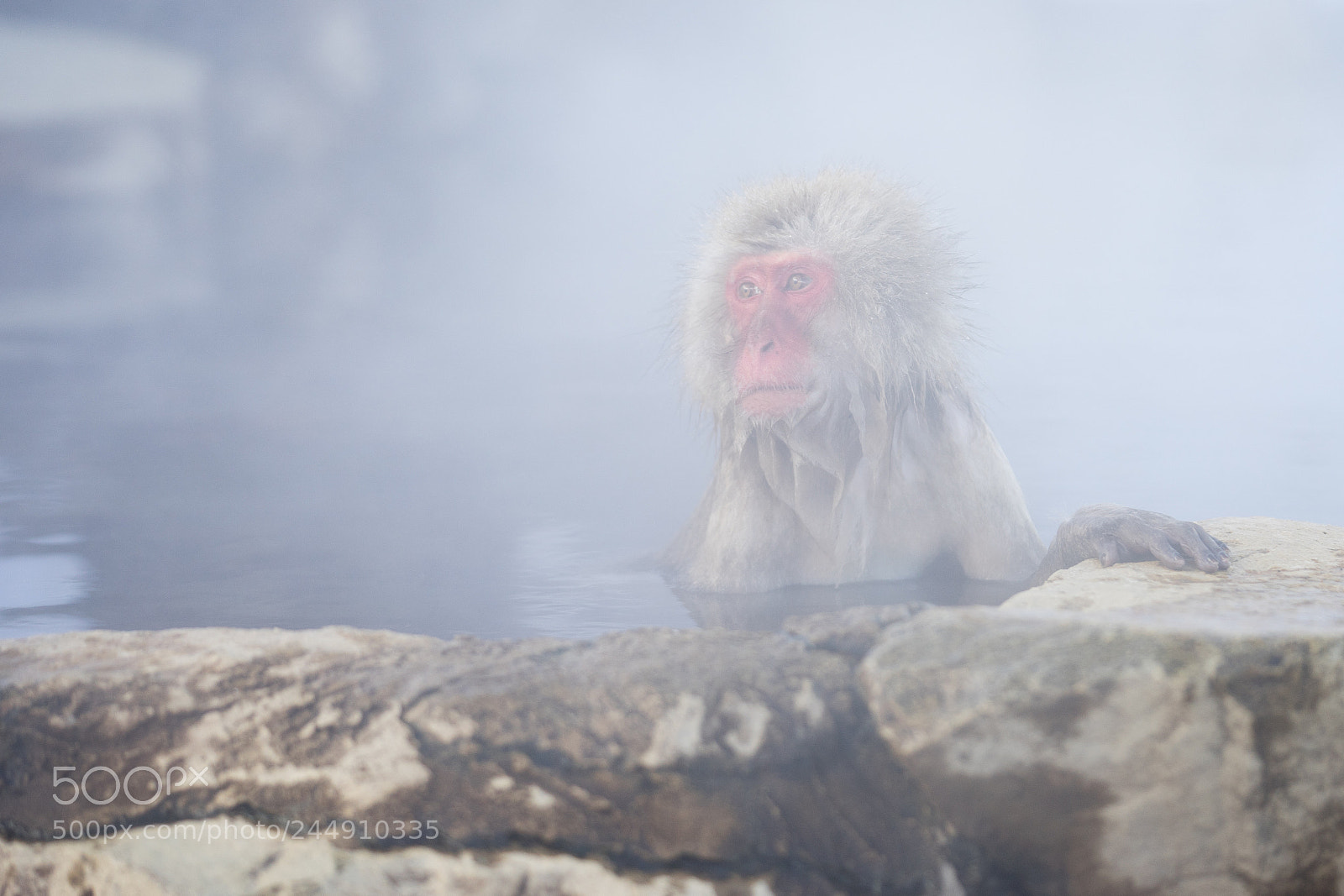 Sony a7 sample photo. Monkey in a hotspring photography