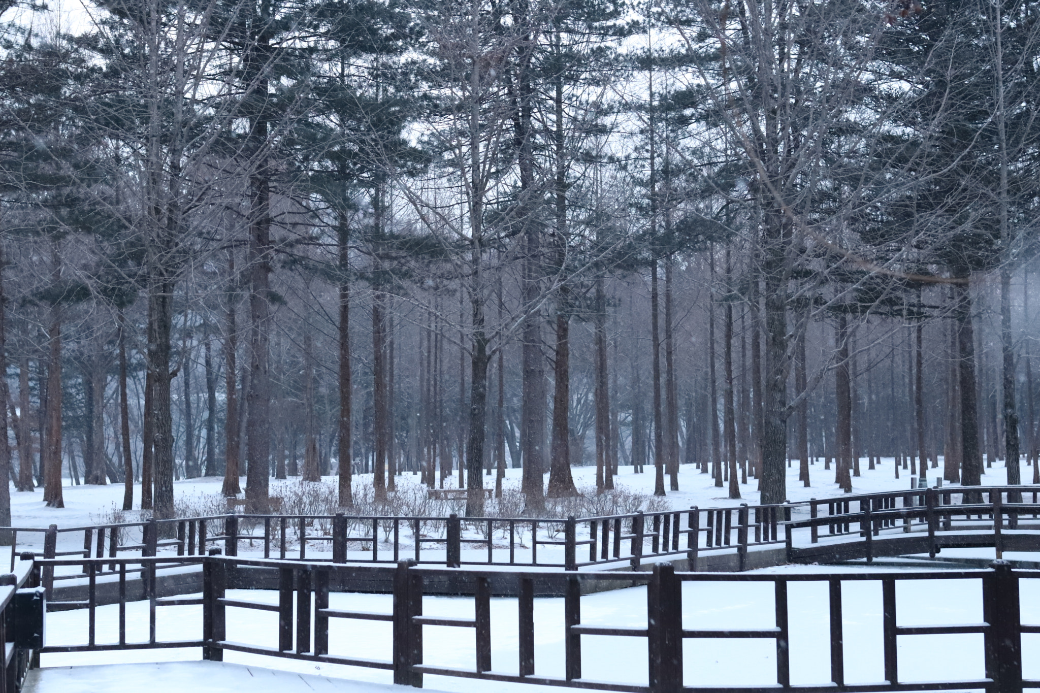 Canon EF 24-70mm F2.8L USM sample photo. Forest winter photography