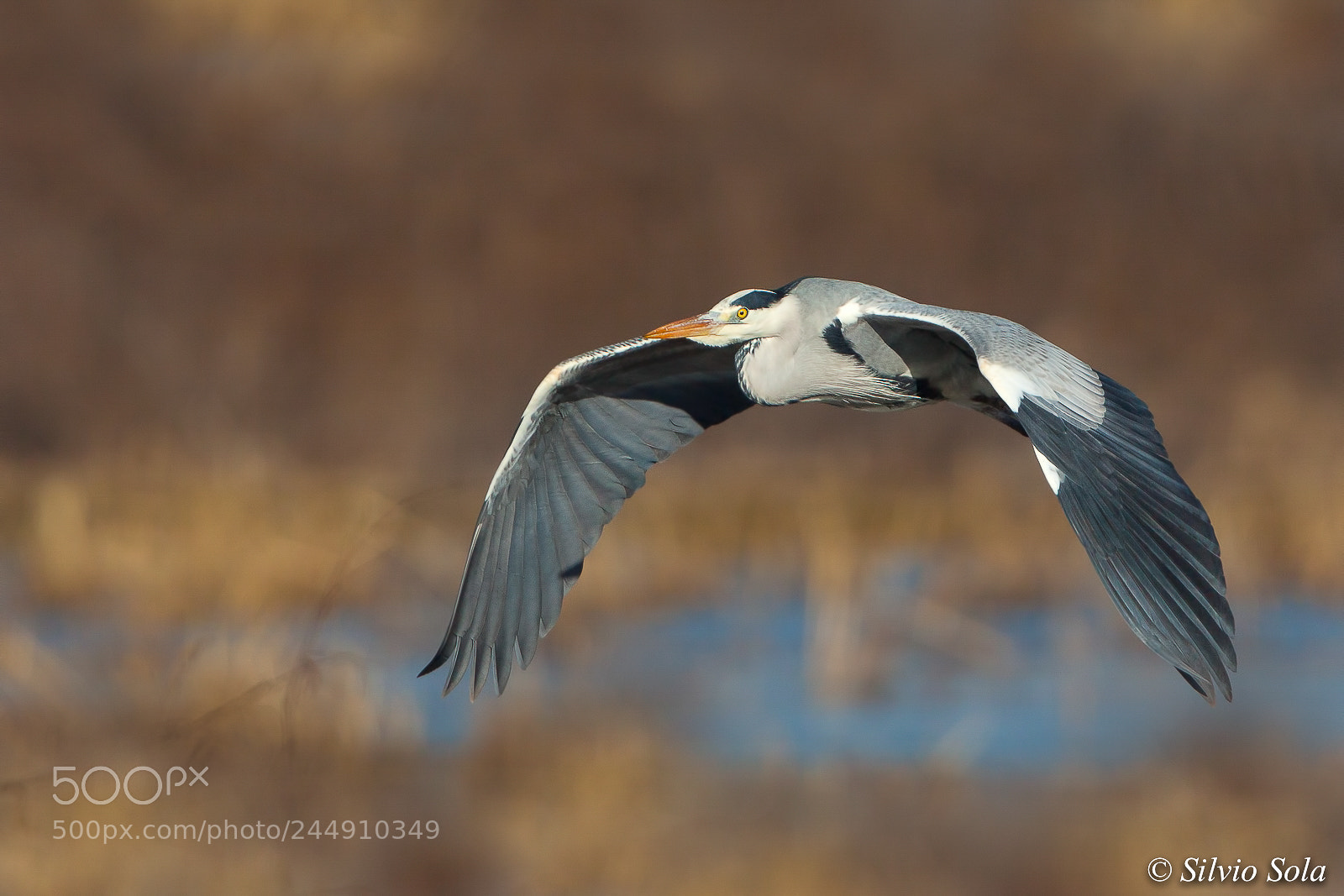 Canon EOS 50D sample photo. Grey heron. photography