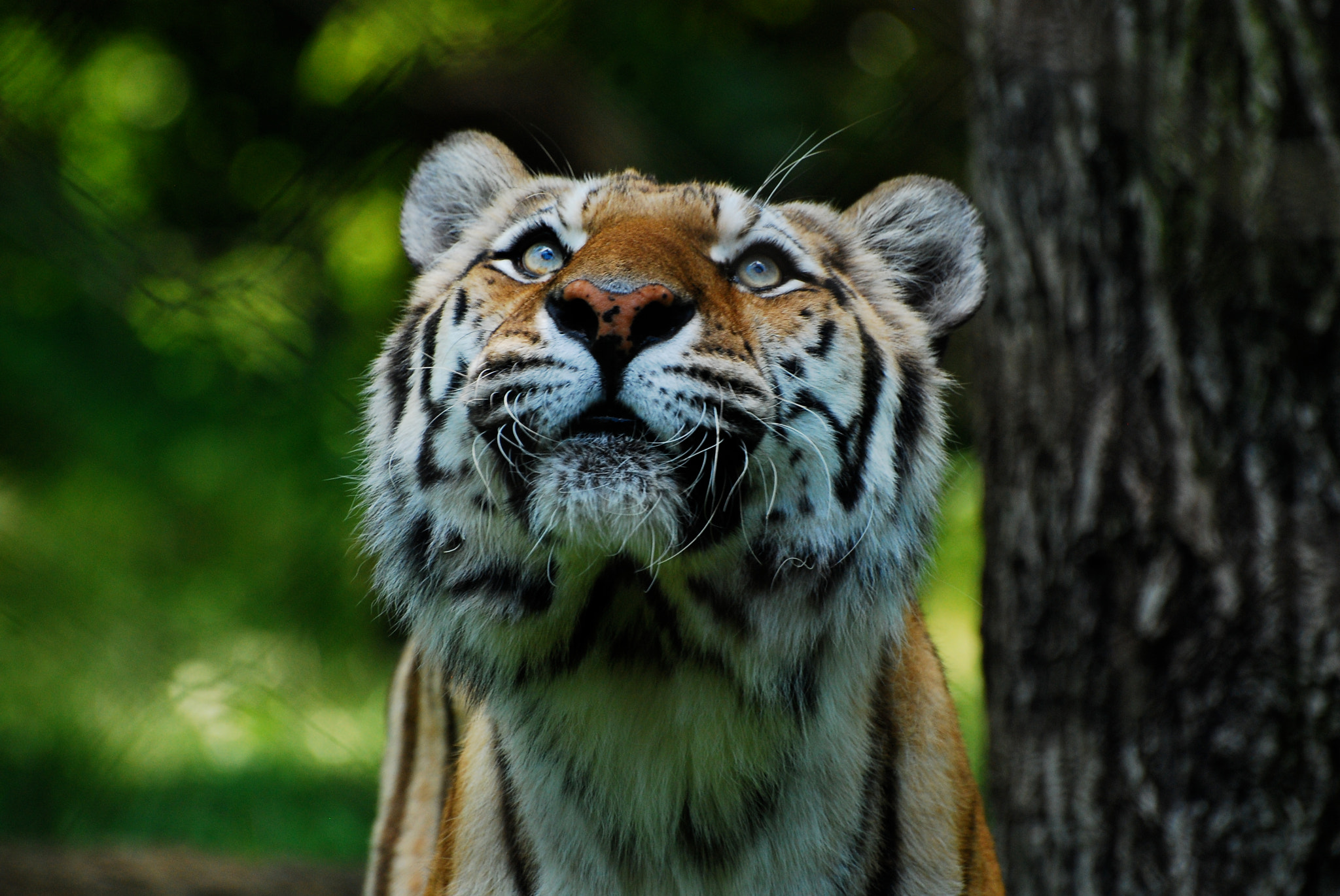 Nikon D80 sample photo. Amur tiger at bronx zoo,ny. this is norma. hand held through a fence.i call it my lucky shot. photography